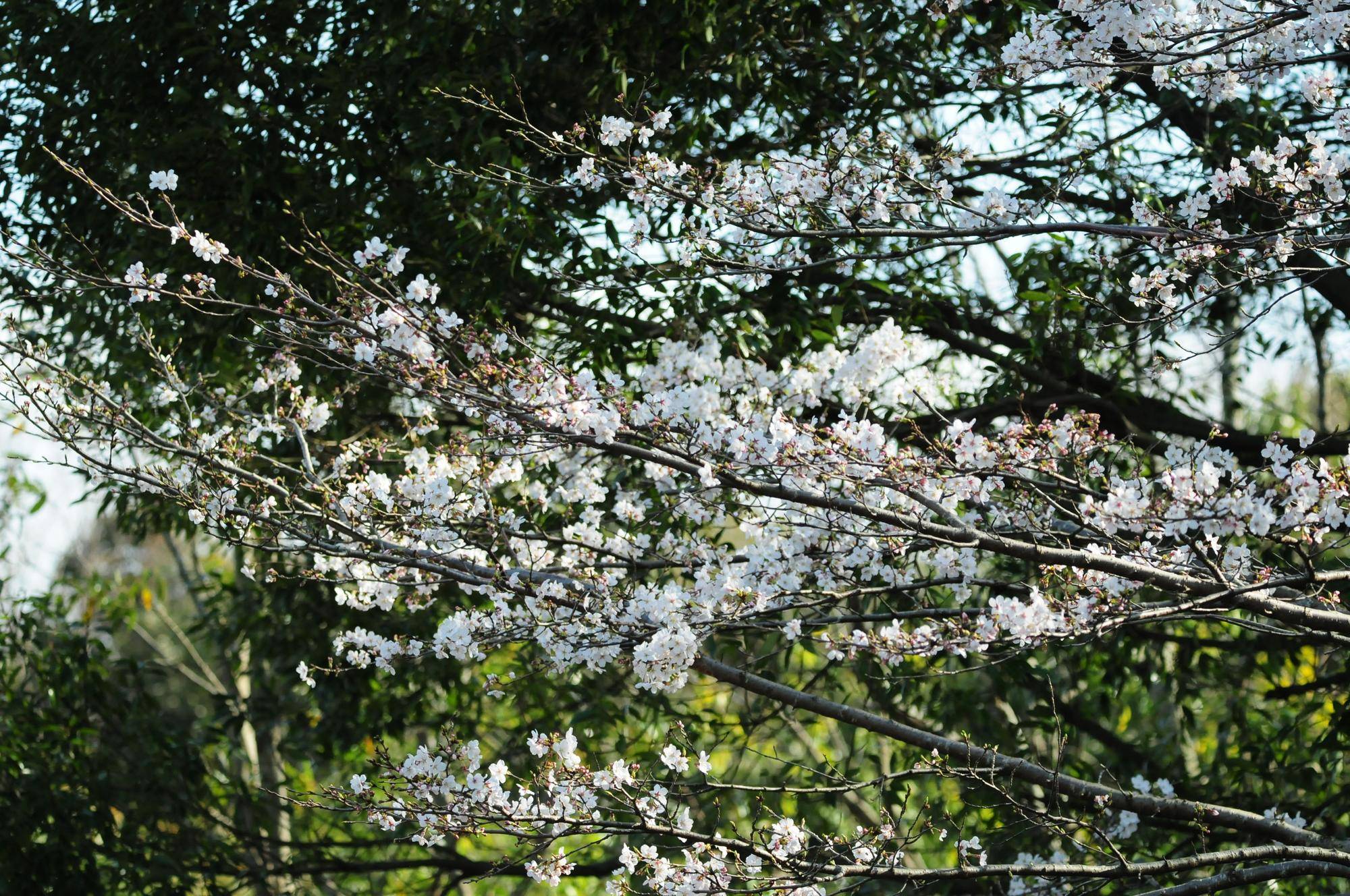 ソメイヨシノ開花 (4).jpg