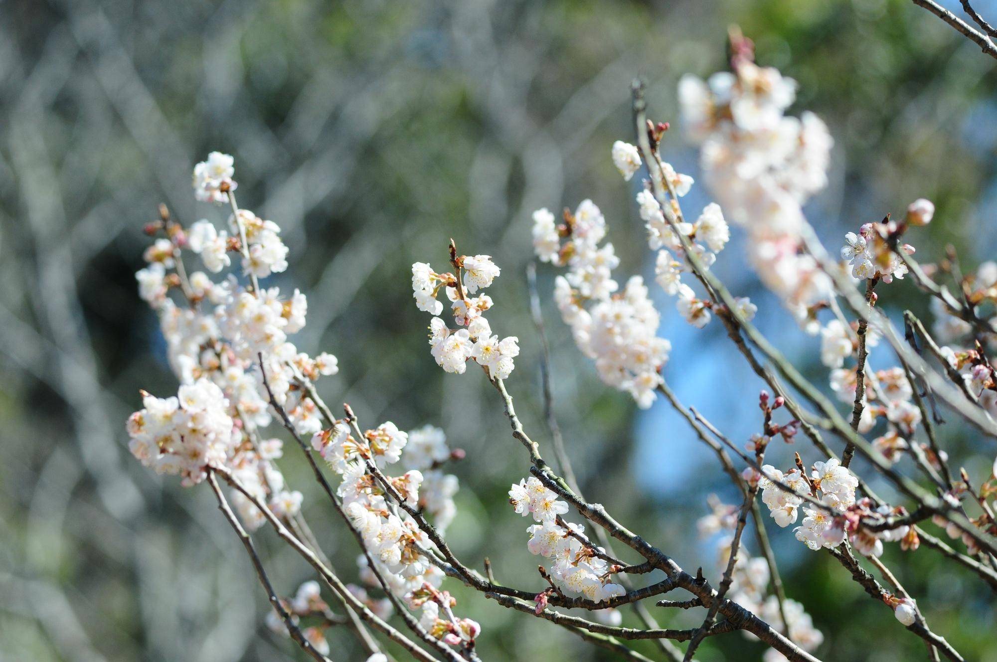 さくらんぼの木 (4).jpg