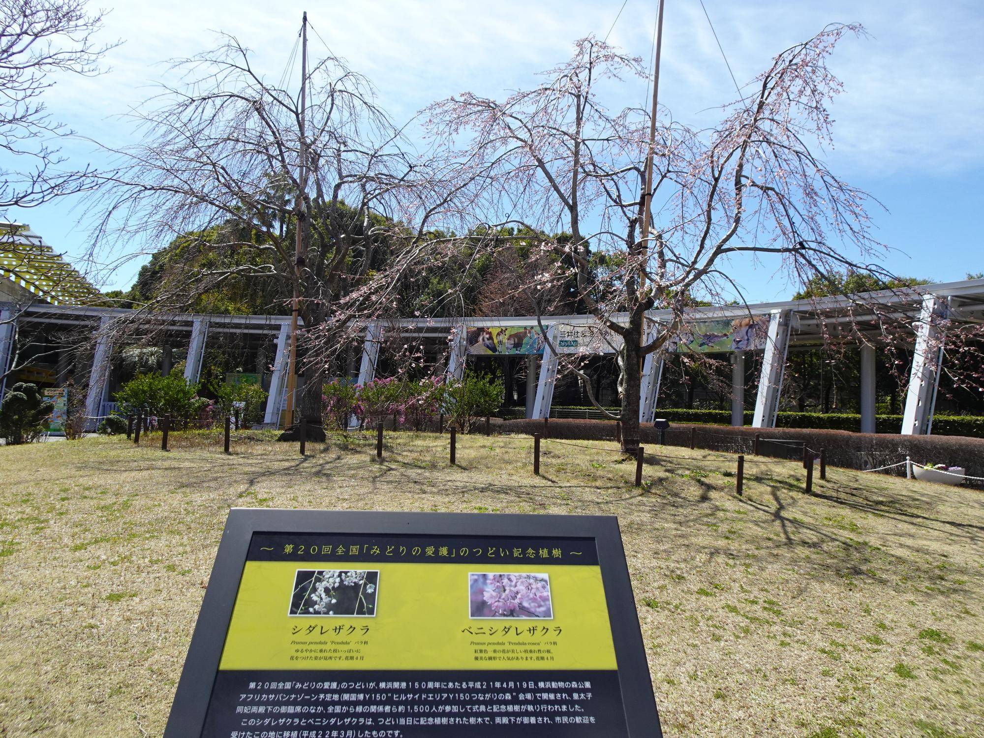 正門の2種類のシダレザクラ.jpg