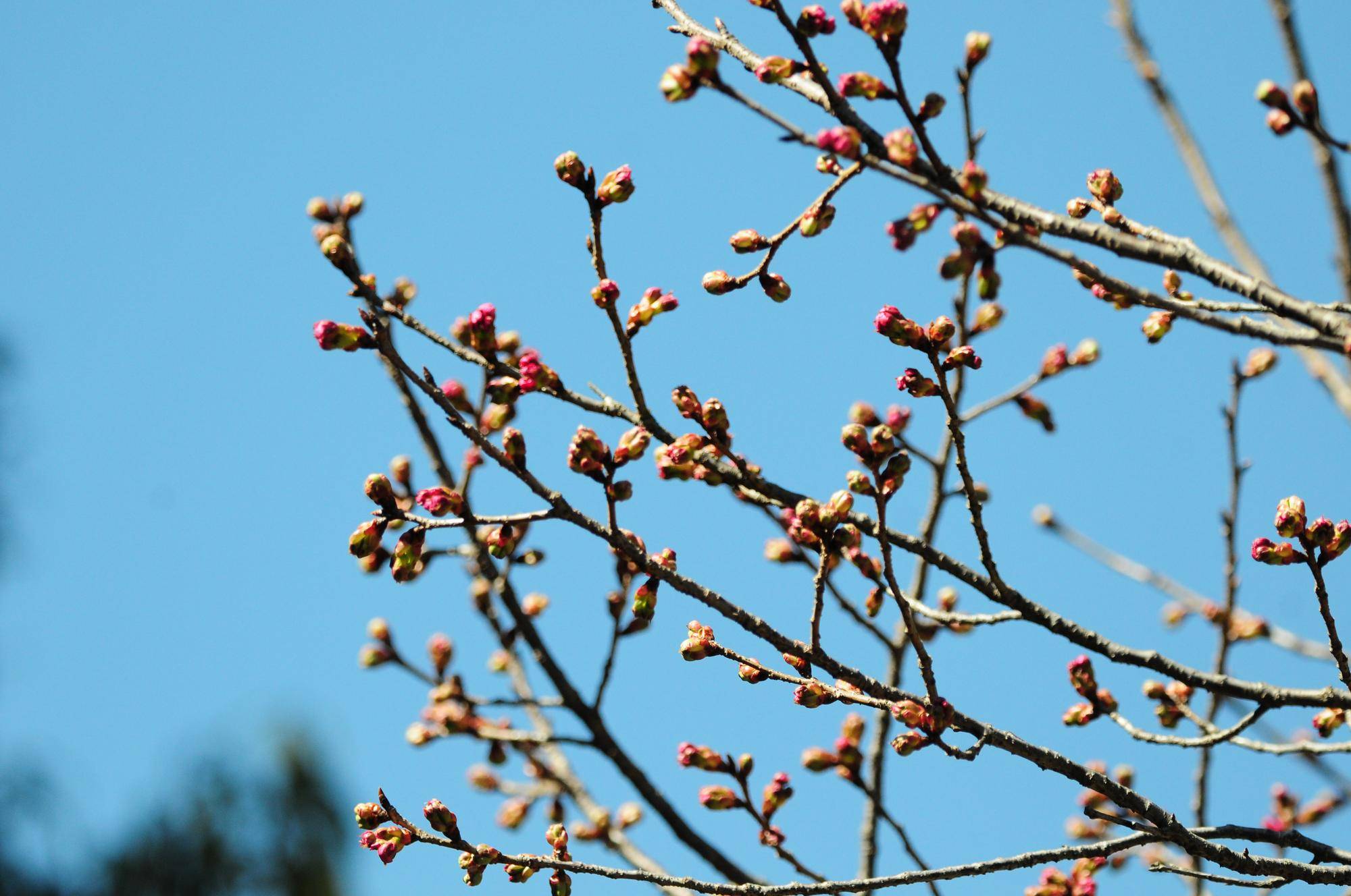 陽光(ヨウコウ) (2).jpg