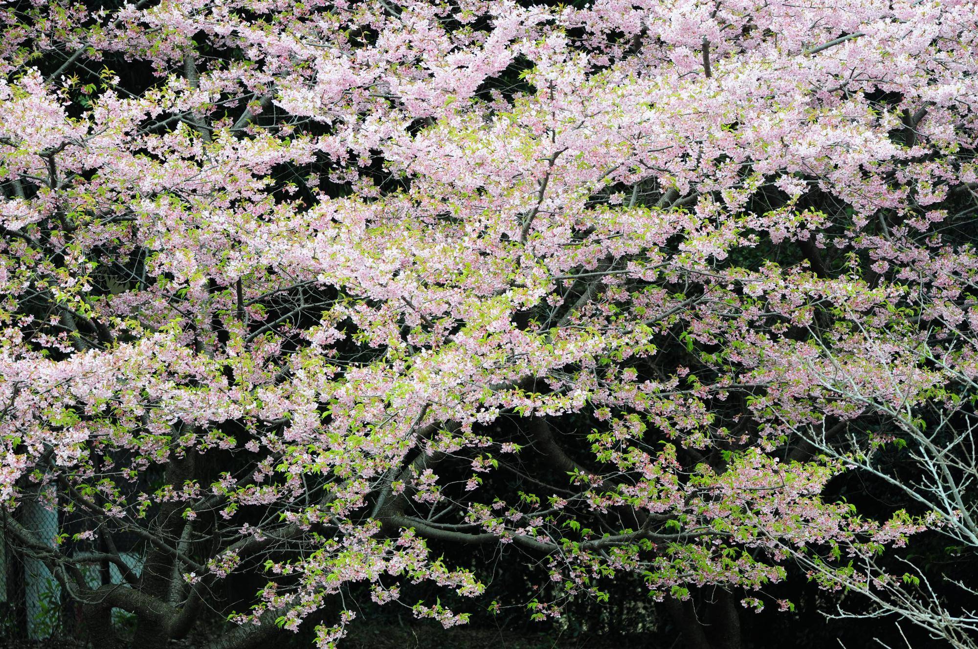 0307河津桜 (2).jpg