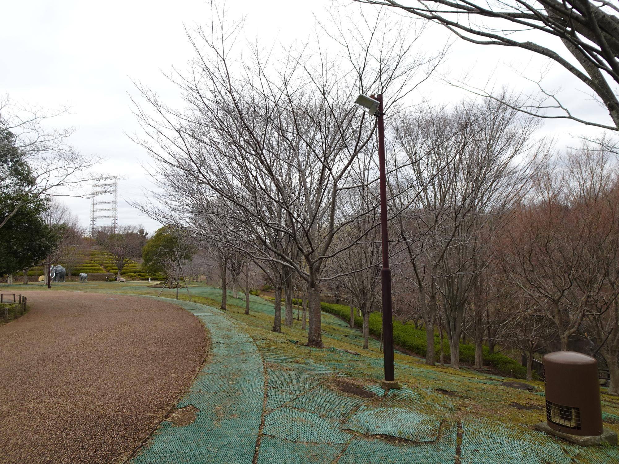 0307ソメイヨシノ.jpg