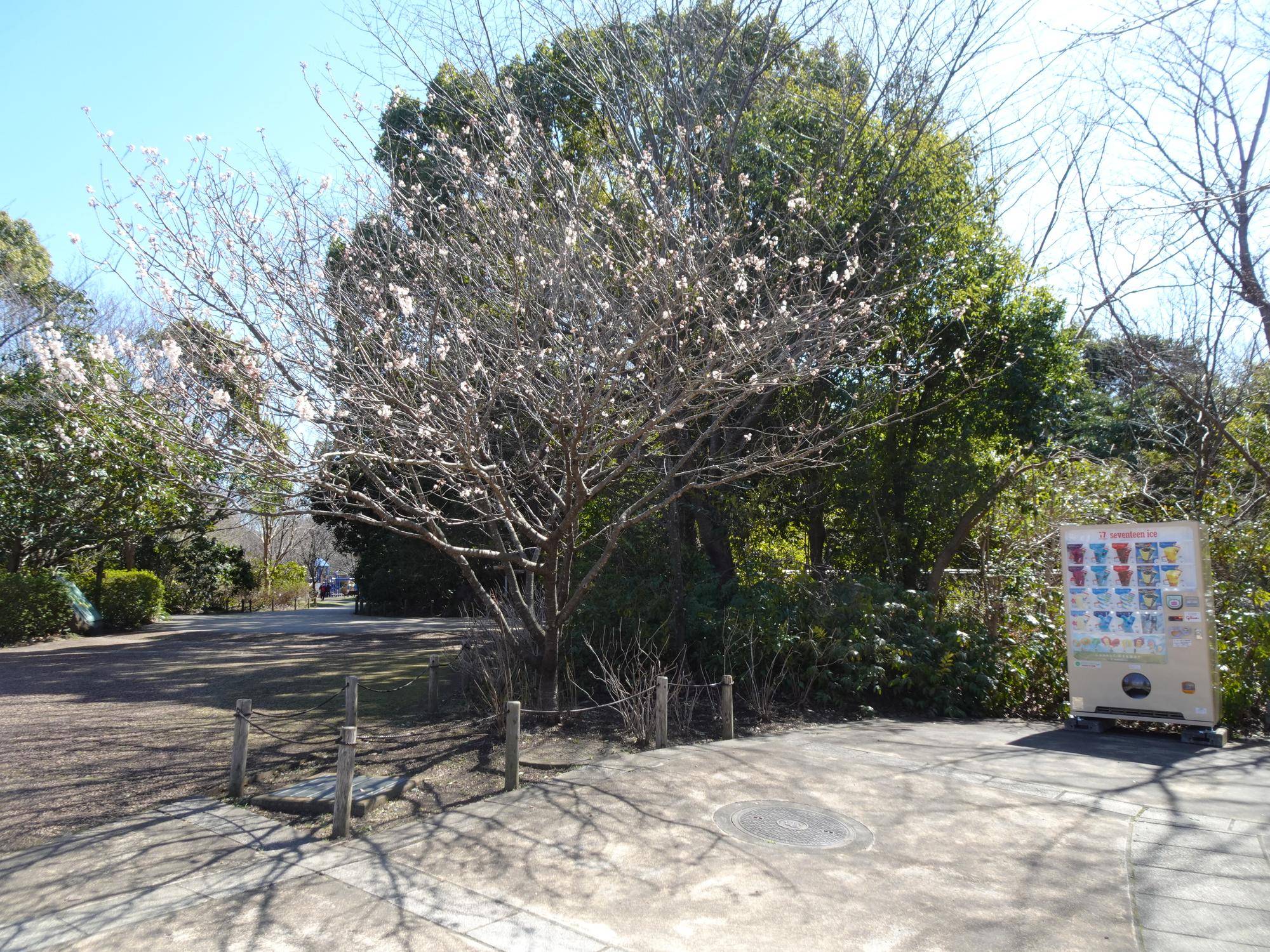 さくらんぼの木 (3).jpg