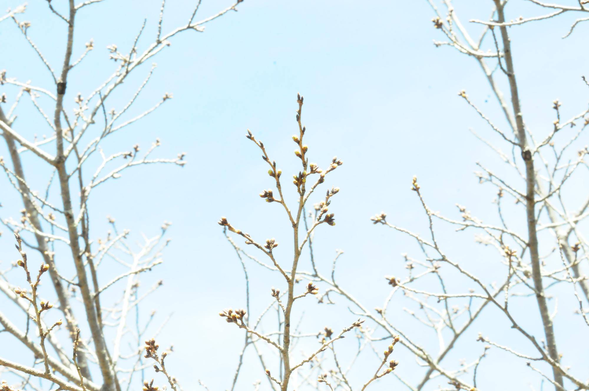 基準木 つぼみ.jpg