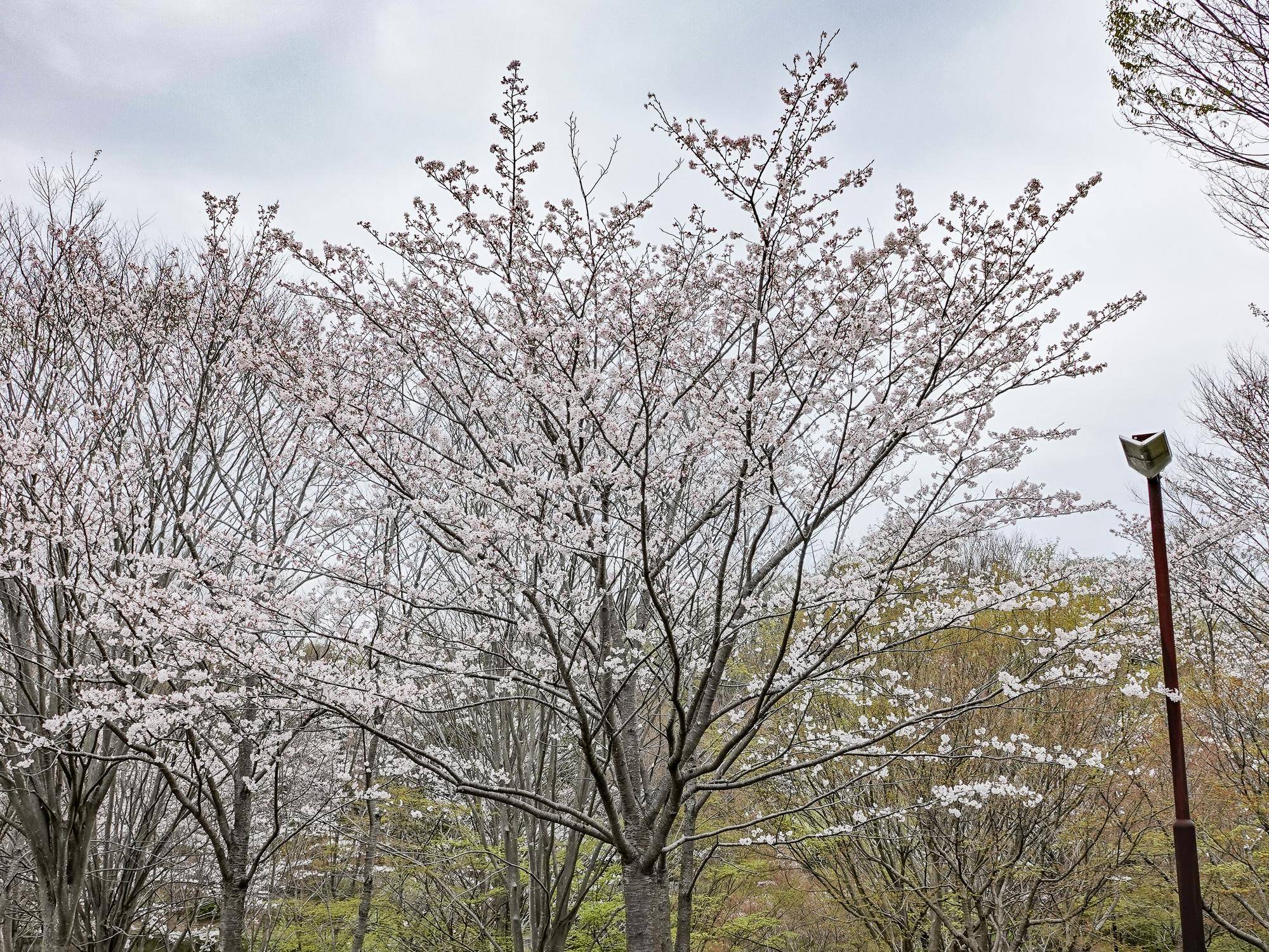 0406ソメイヨシノ (4).jpg