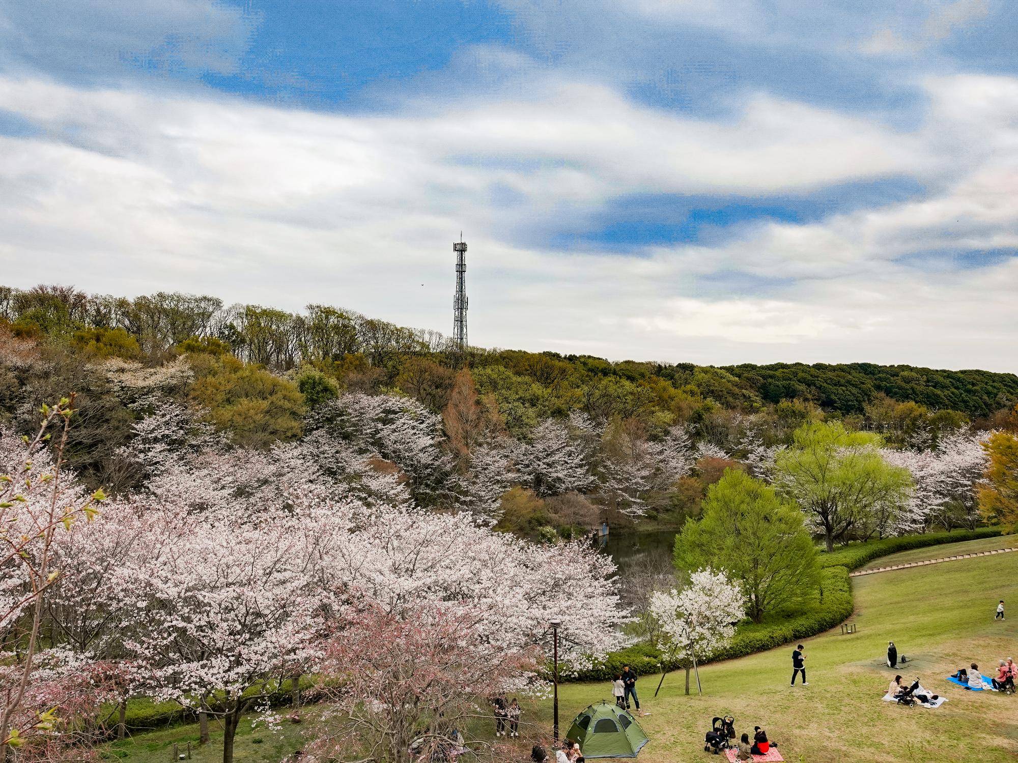 0406ソメイヨシノ (5).jpg