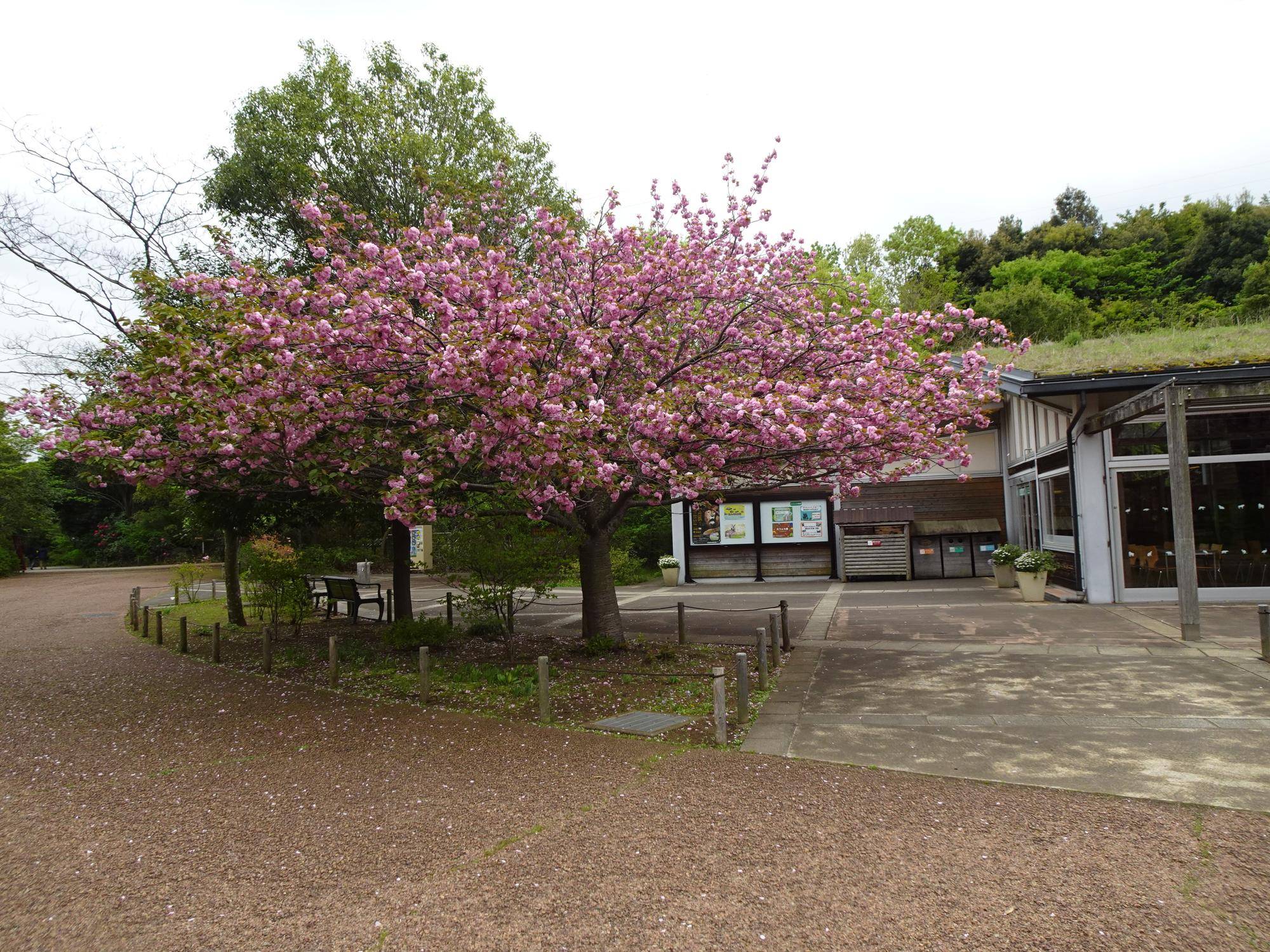 DSC04939.jpg
