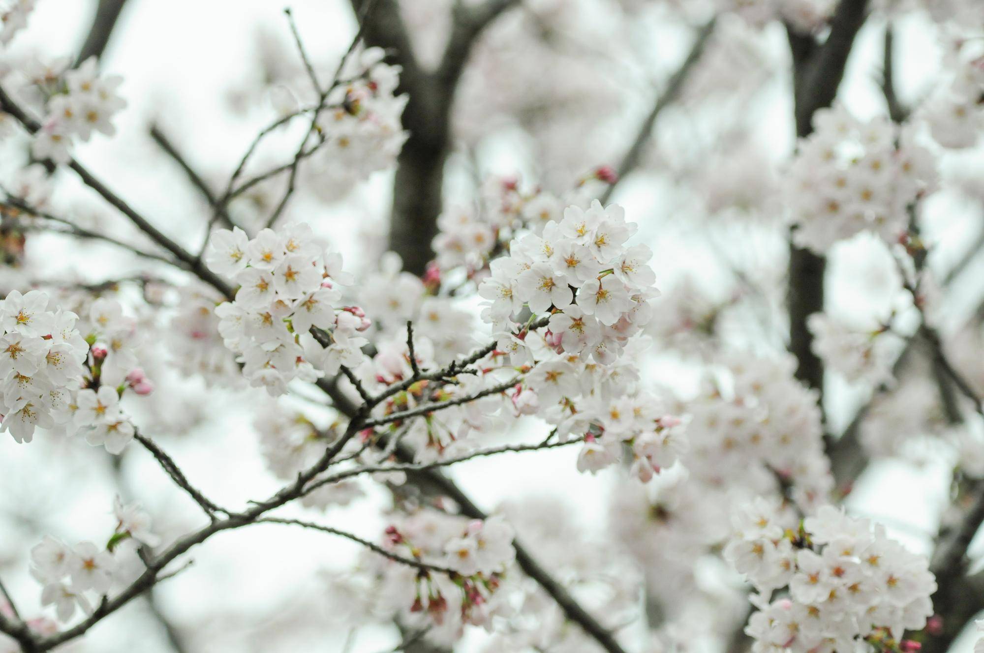 0406ソメイヨシノ (2).jpg