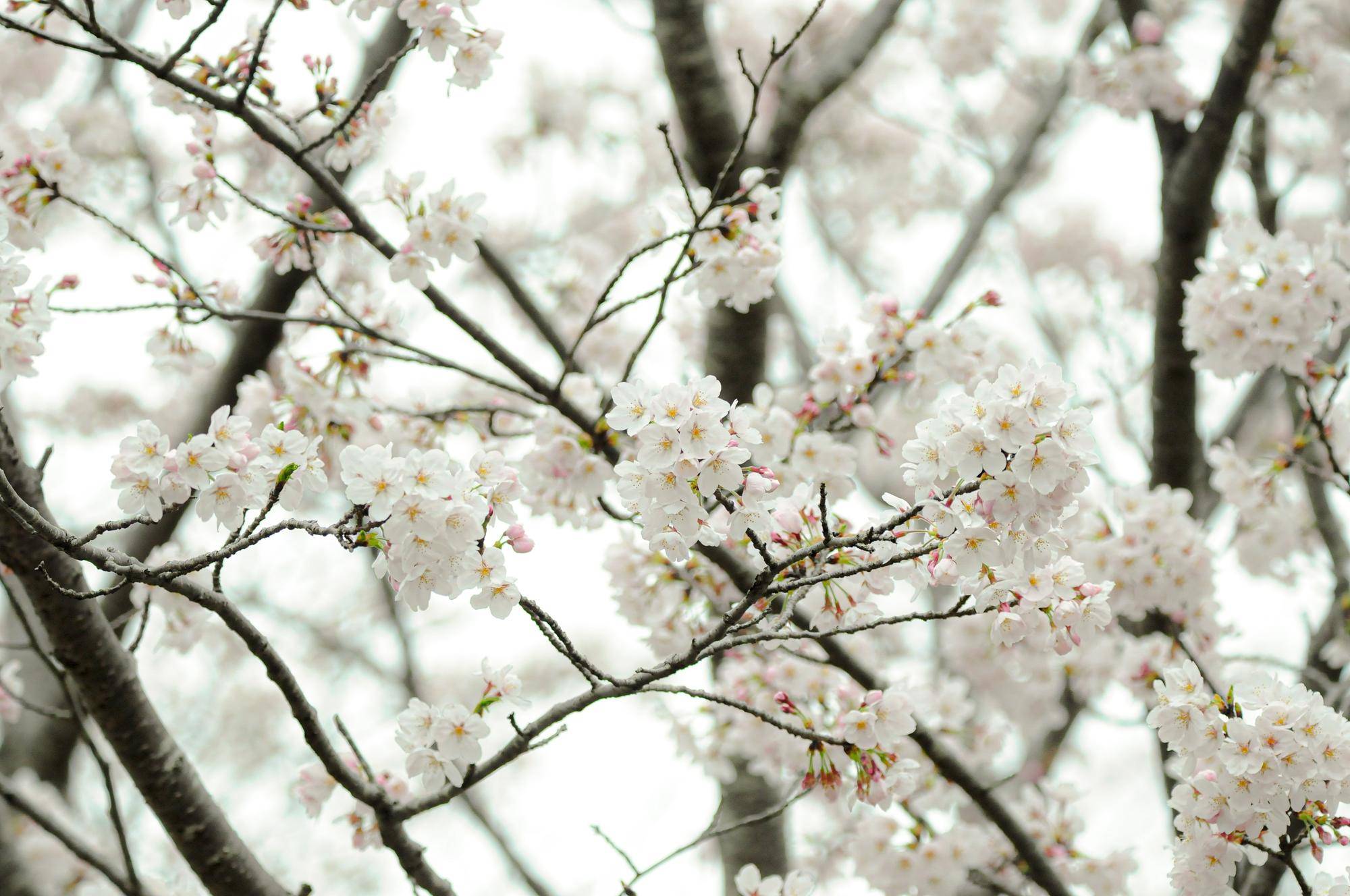 0406ソメイヨシノ (3).jpg