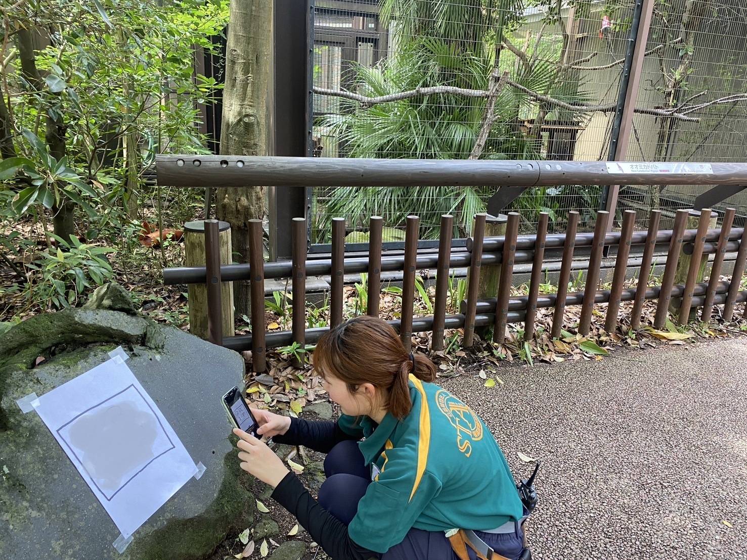 ハトの日🕊️ 8月10日|飼育日誌｜ブログ|よこはま動物園