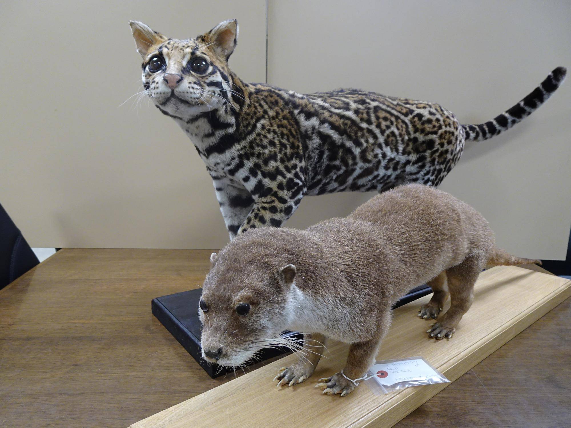 標本展示.jpg