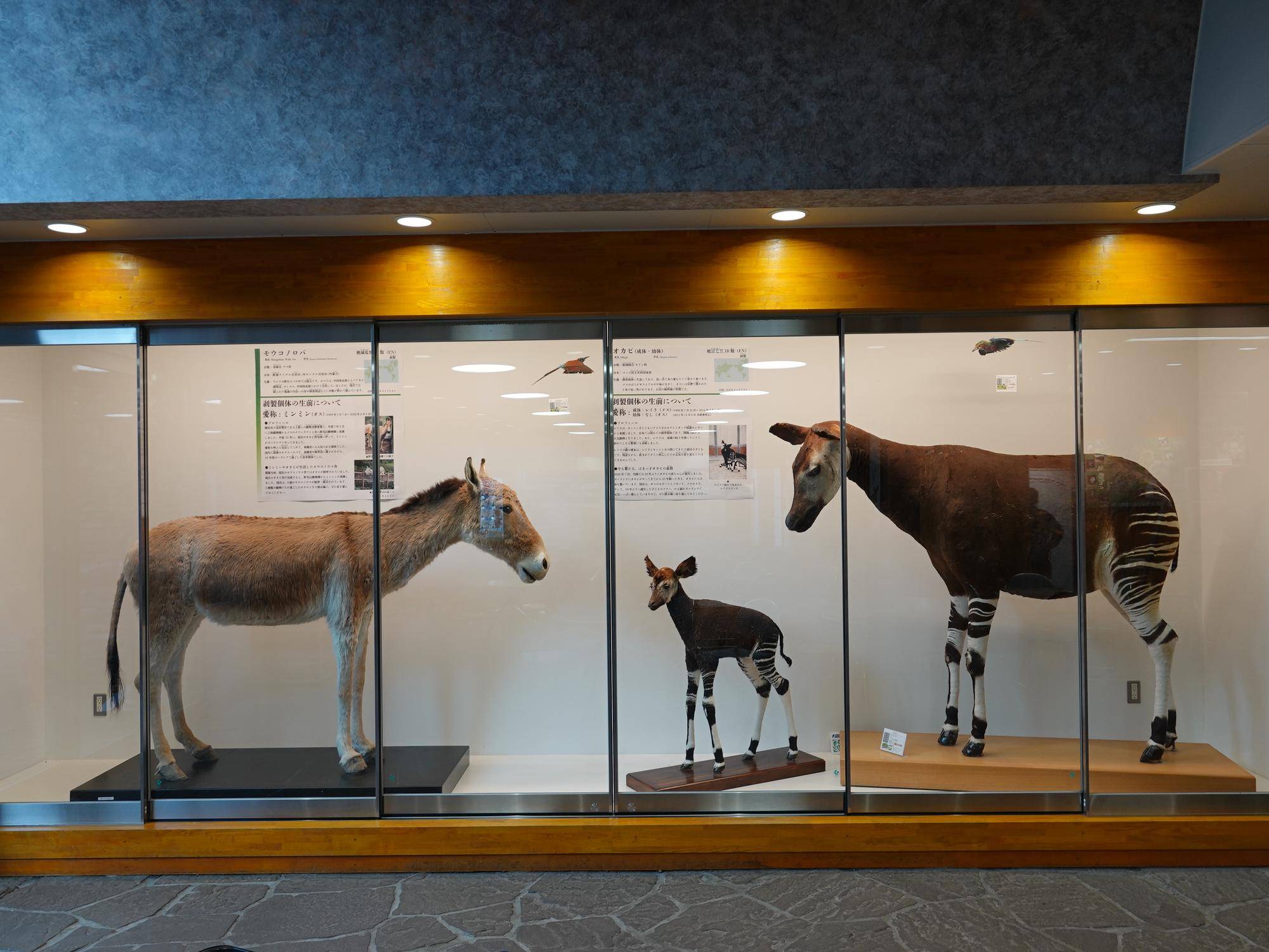 剥製 バージョンアップ以前.jpg