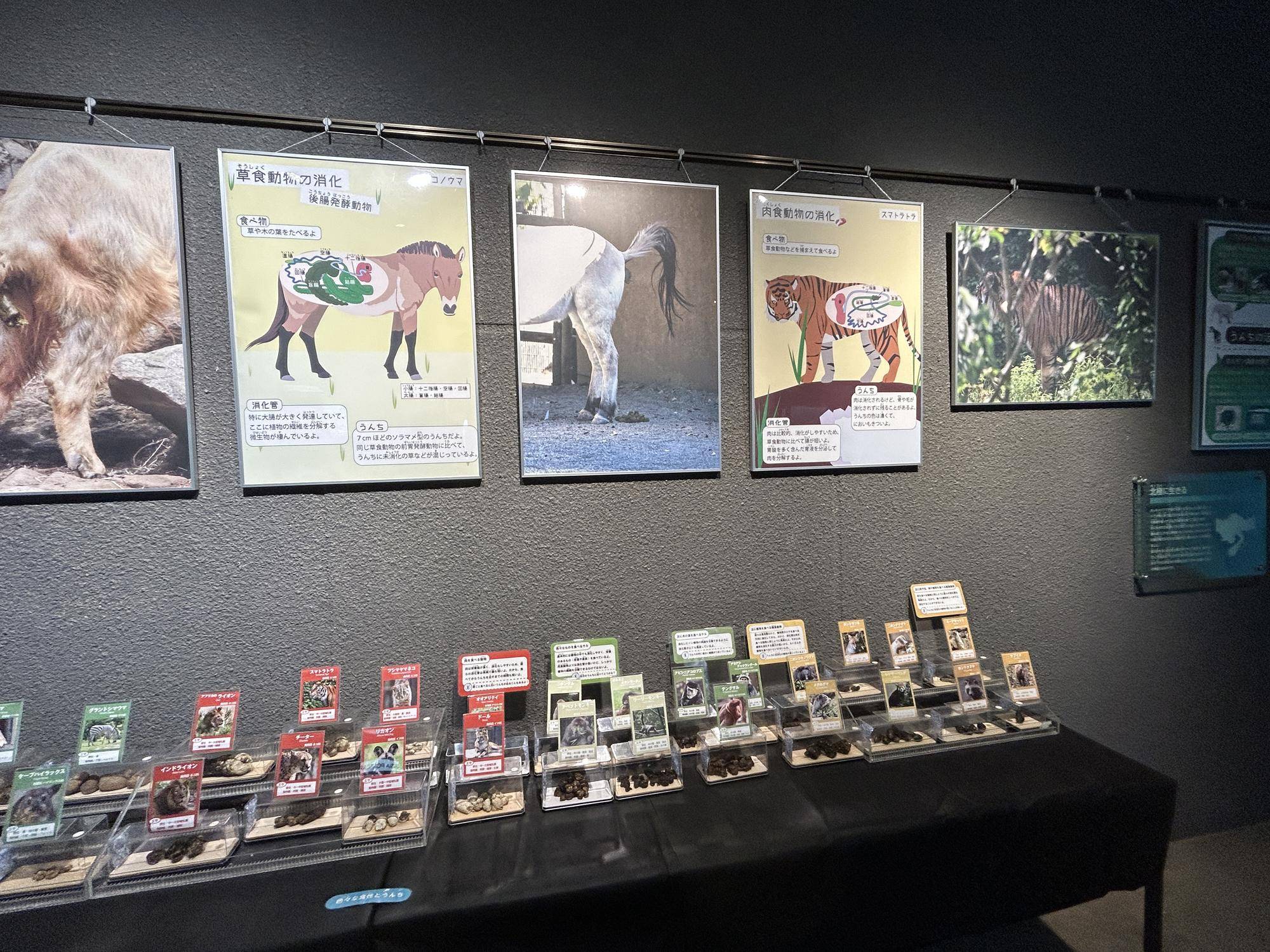 大うんち展パネル.jpg