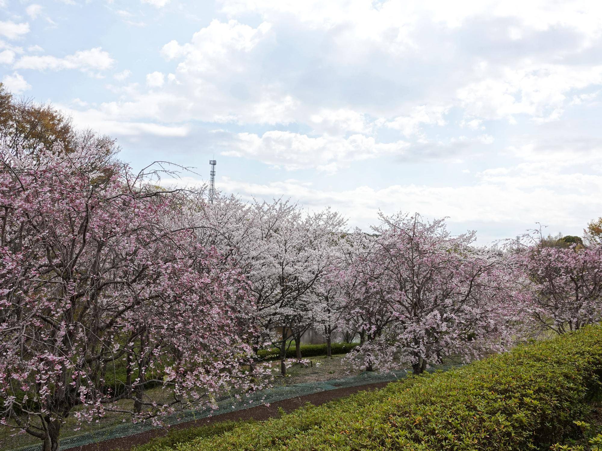 桜満開.jpg