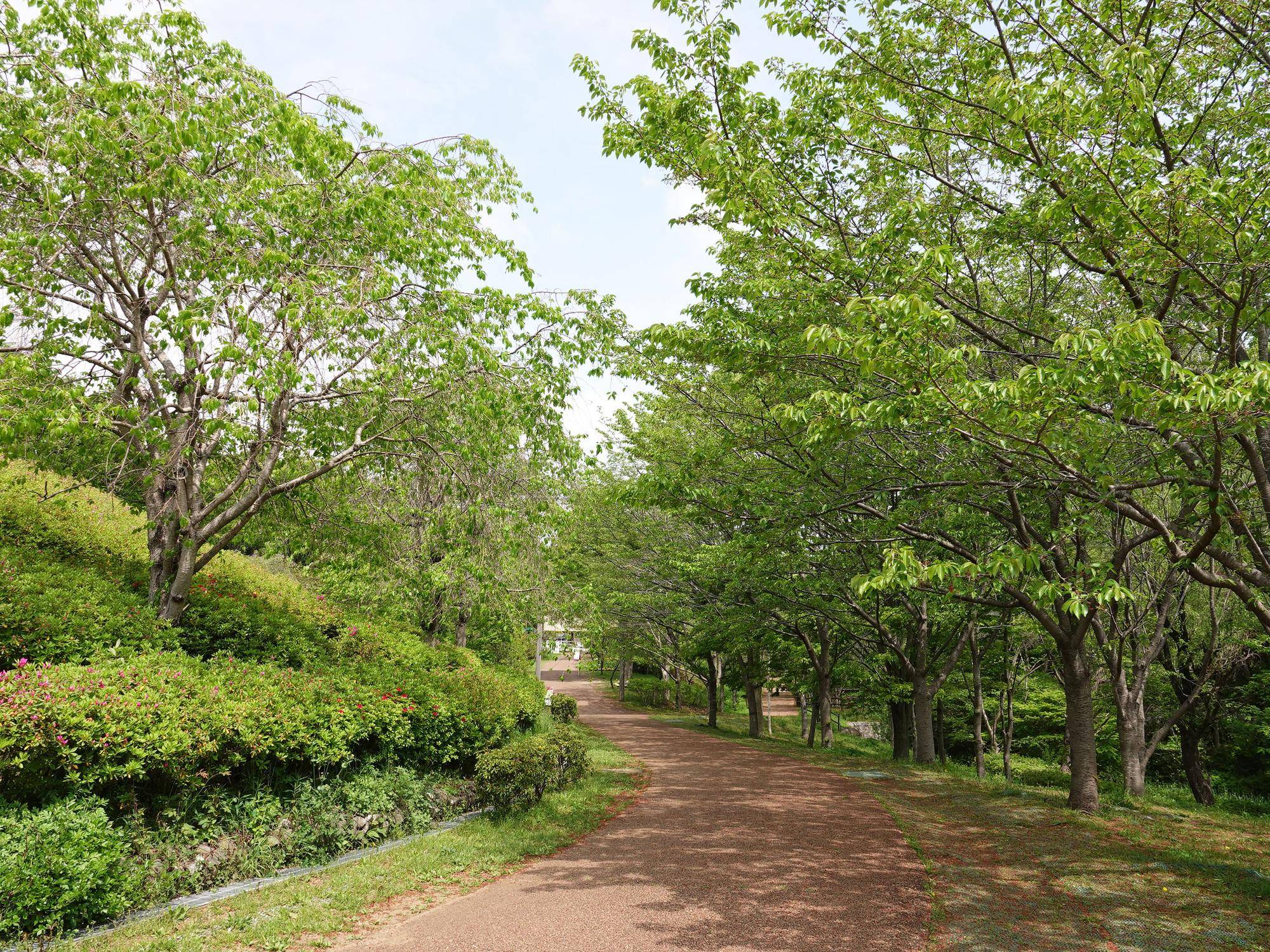 ぱかぱか広場へ向かう道.jpg
