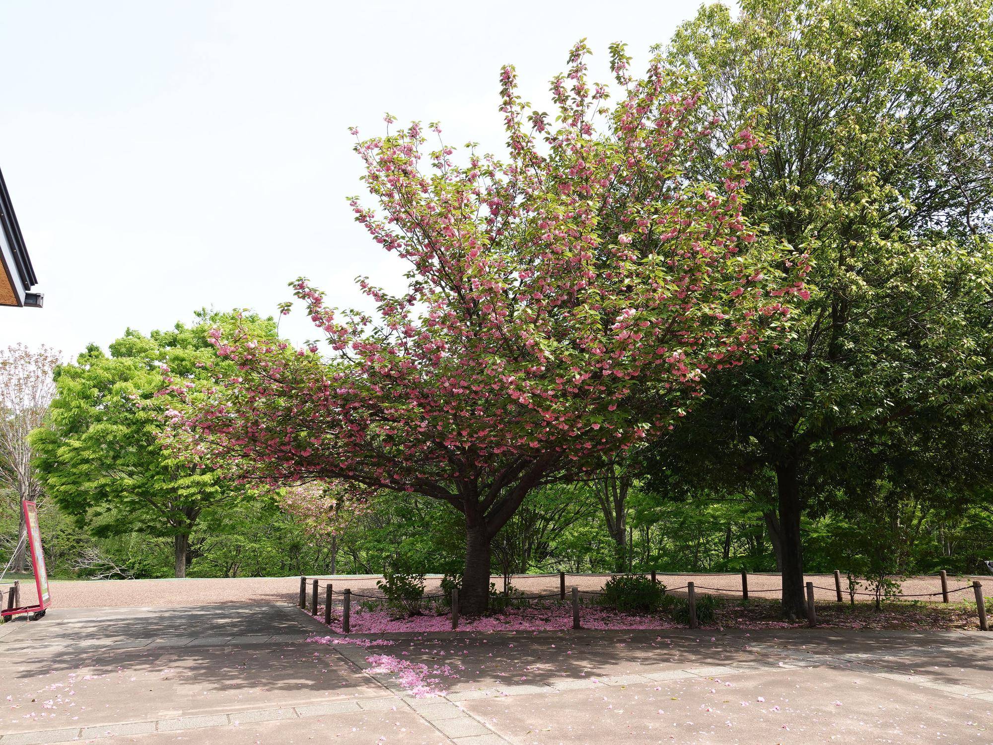 八重桜①.jpg