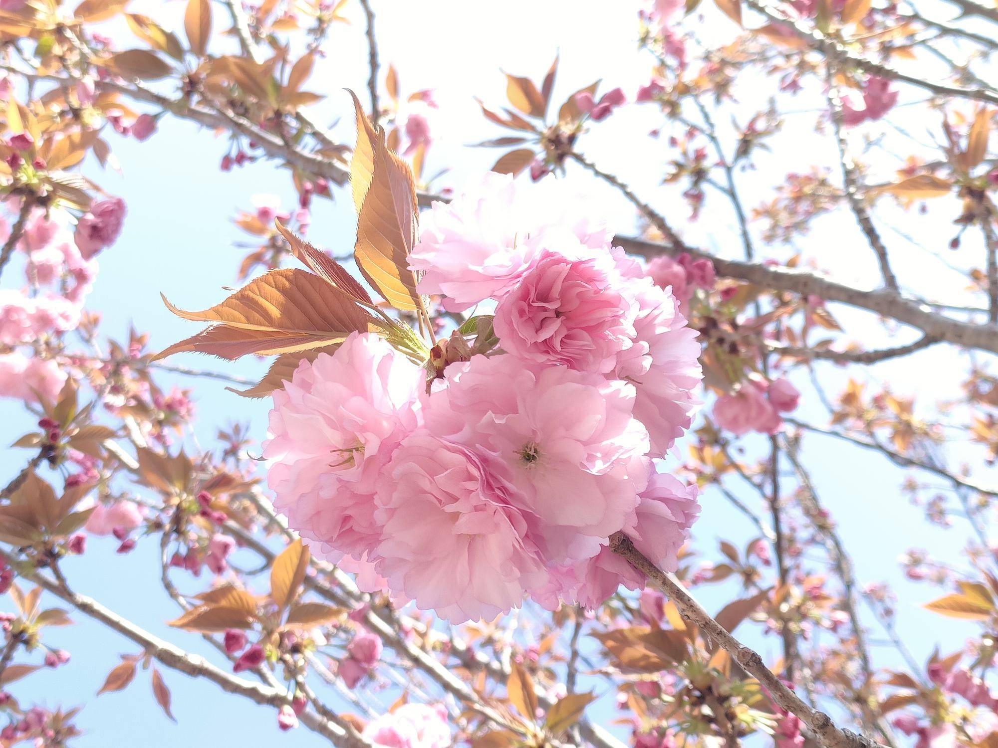 八重桜.jpg