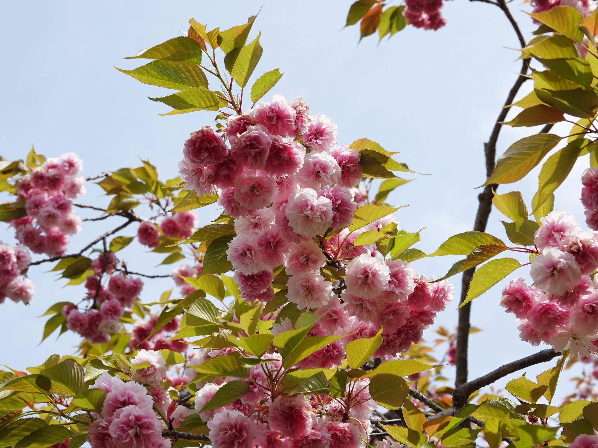 八重桜②.jpg