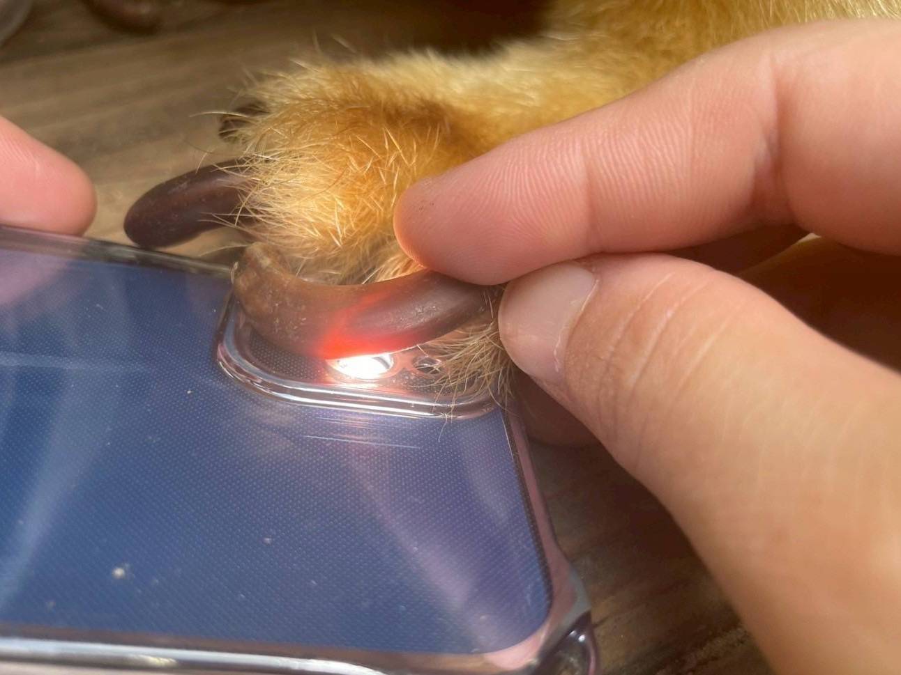 タニの爪切り.jpg