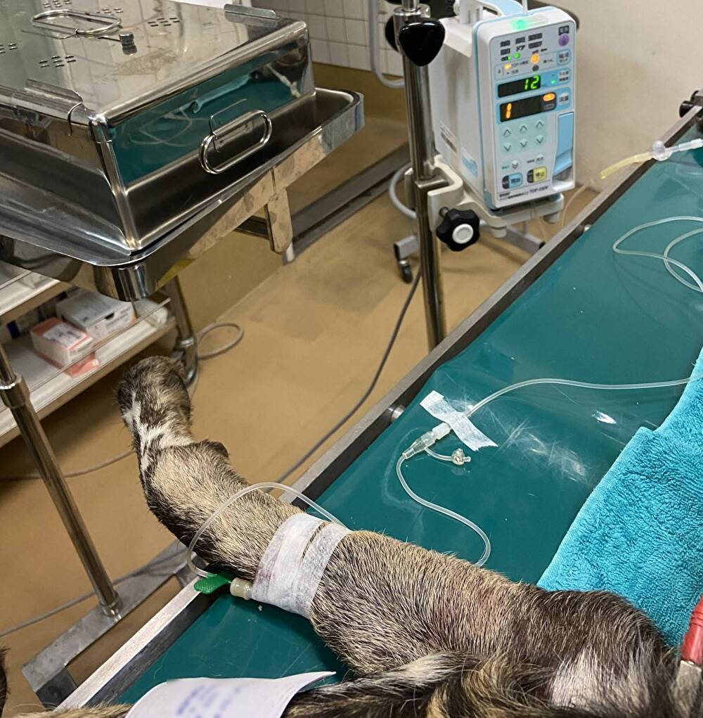 獣医ブログ(リカオンにカテーテル)加工済み.jpg