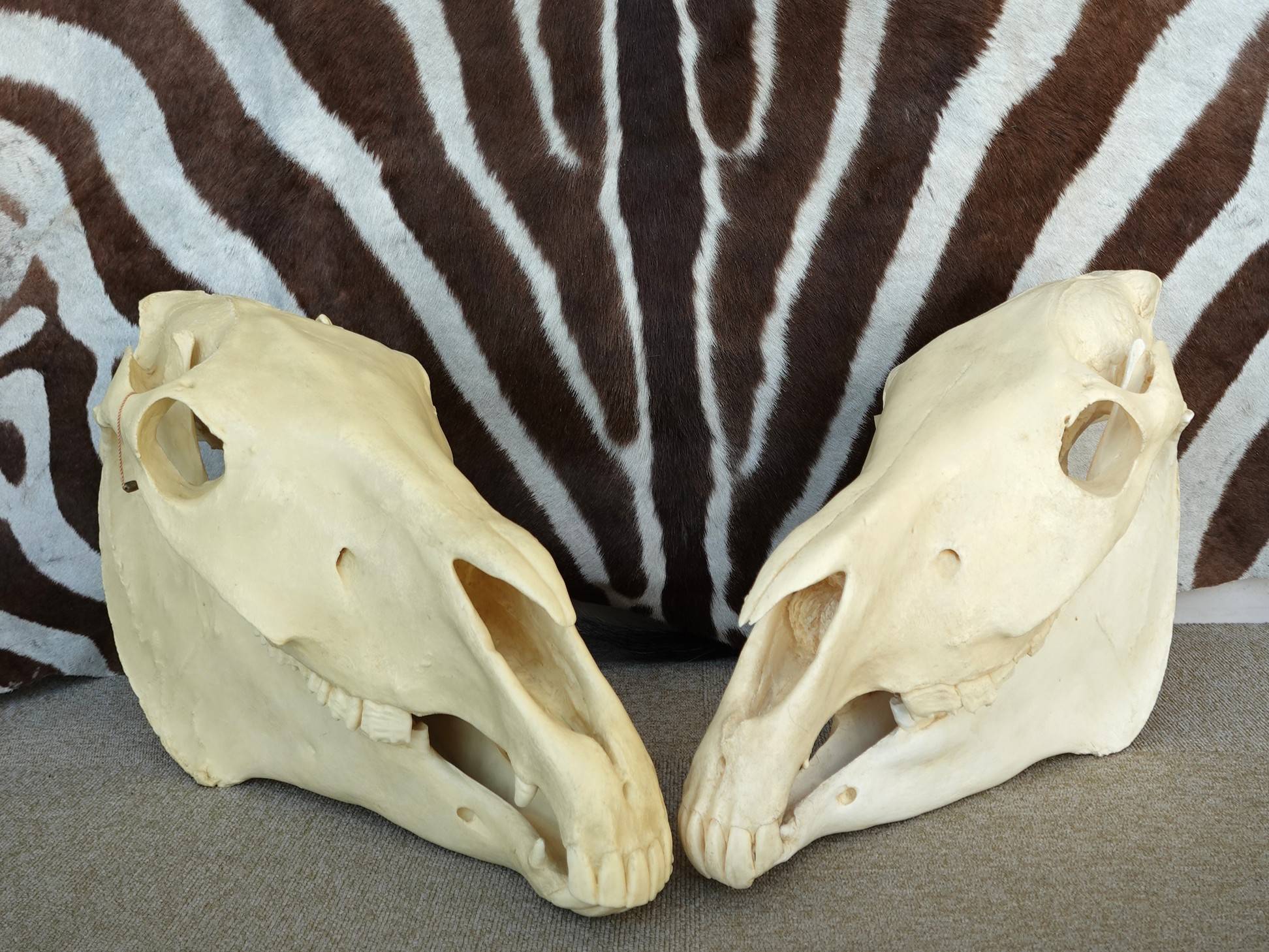 頭骨と毛皮.jpg