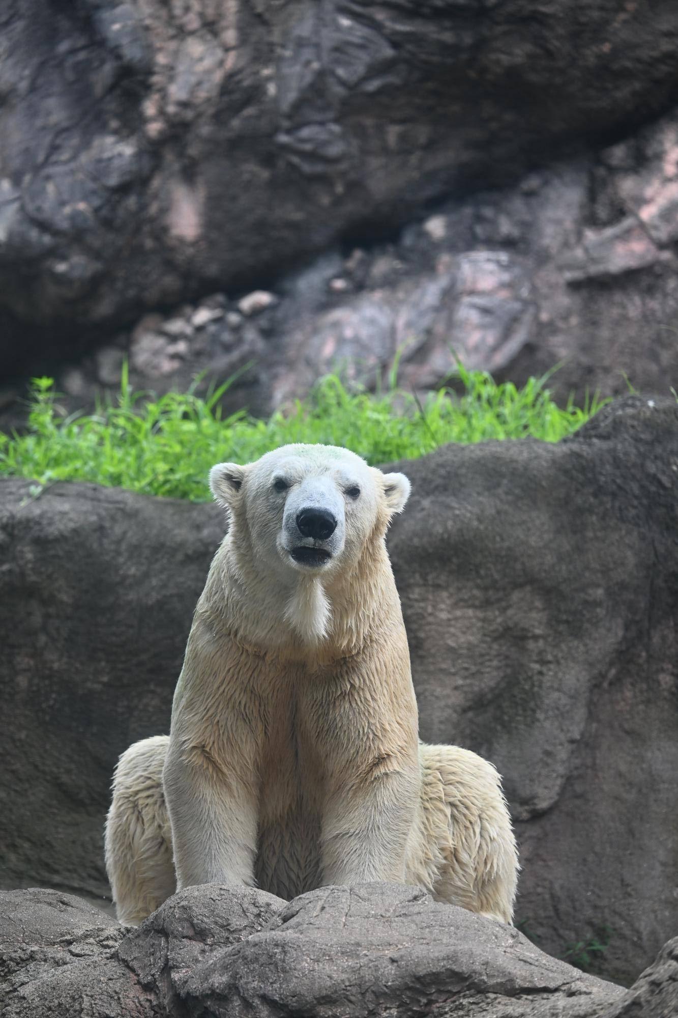 【ズーラシア】ホッキョクグマのゴーゴ (5).jpg