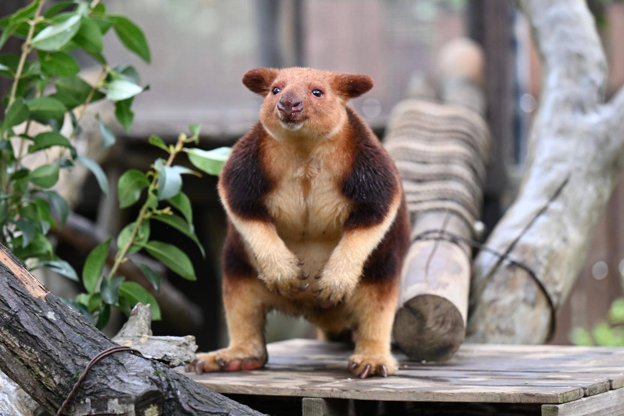 【ズーラシア】セスジキノボリカンガルー (3).jpg