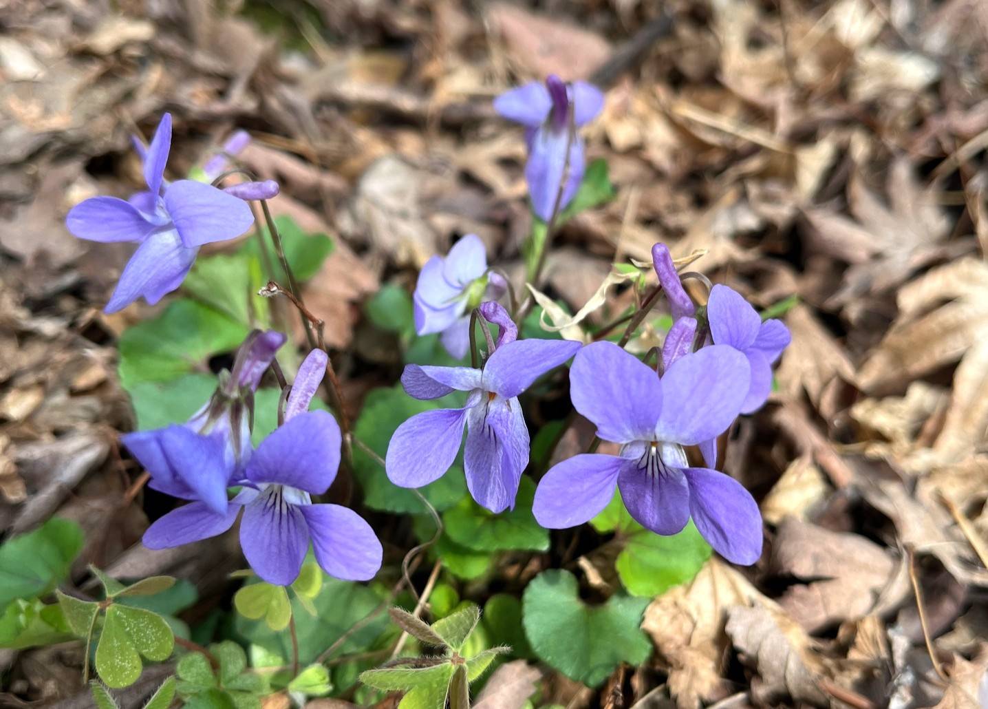 タチツボスミレ.jpg