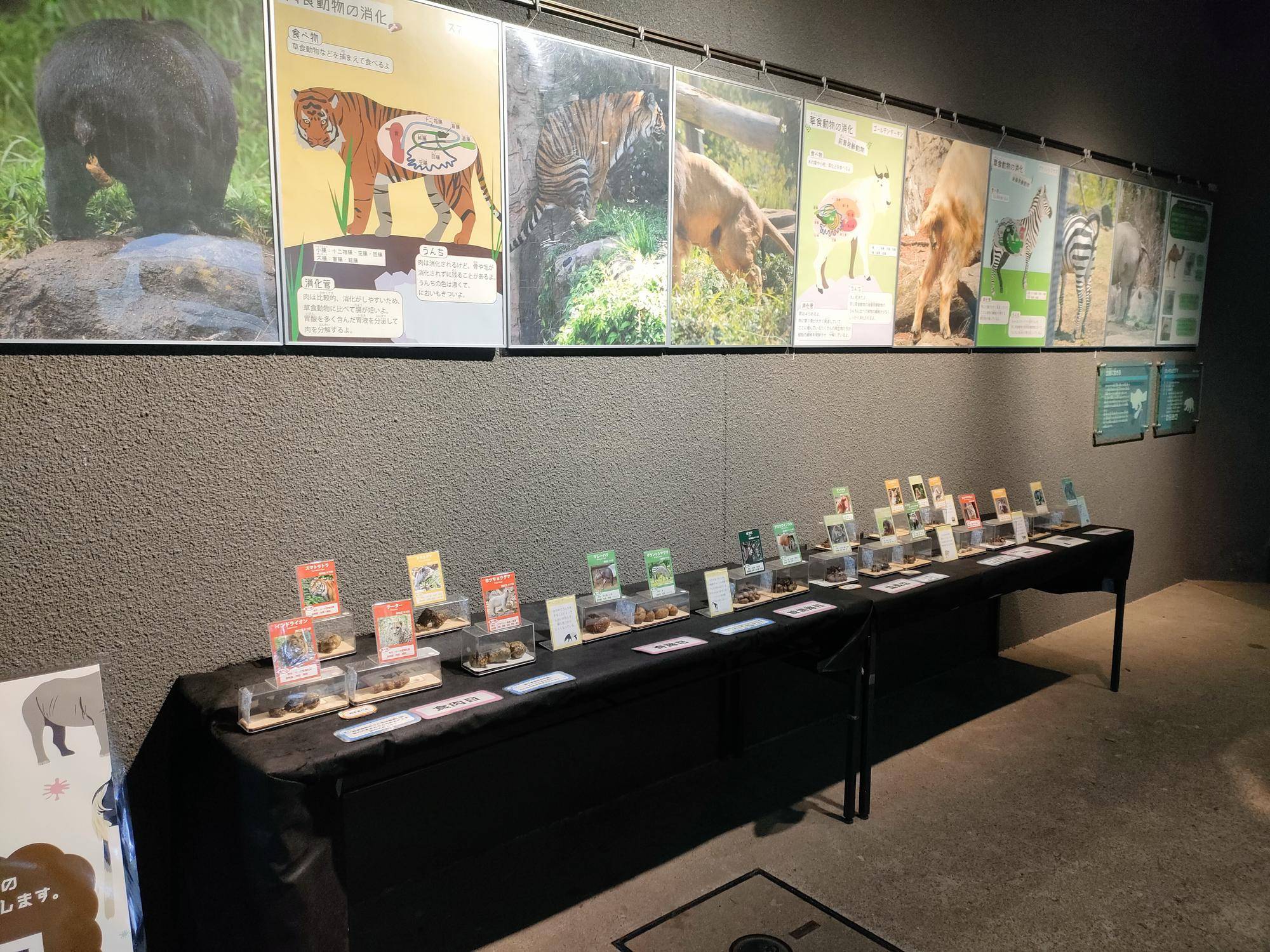 ☆うんち標本とパネル (2).jpg