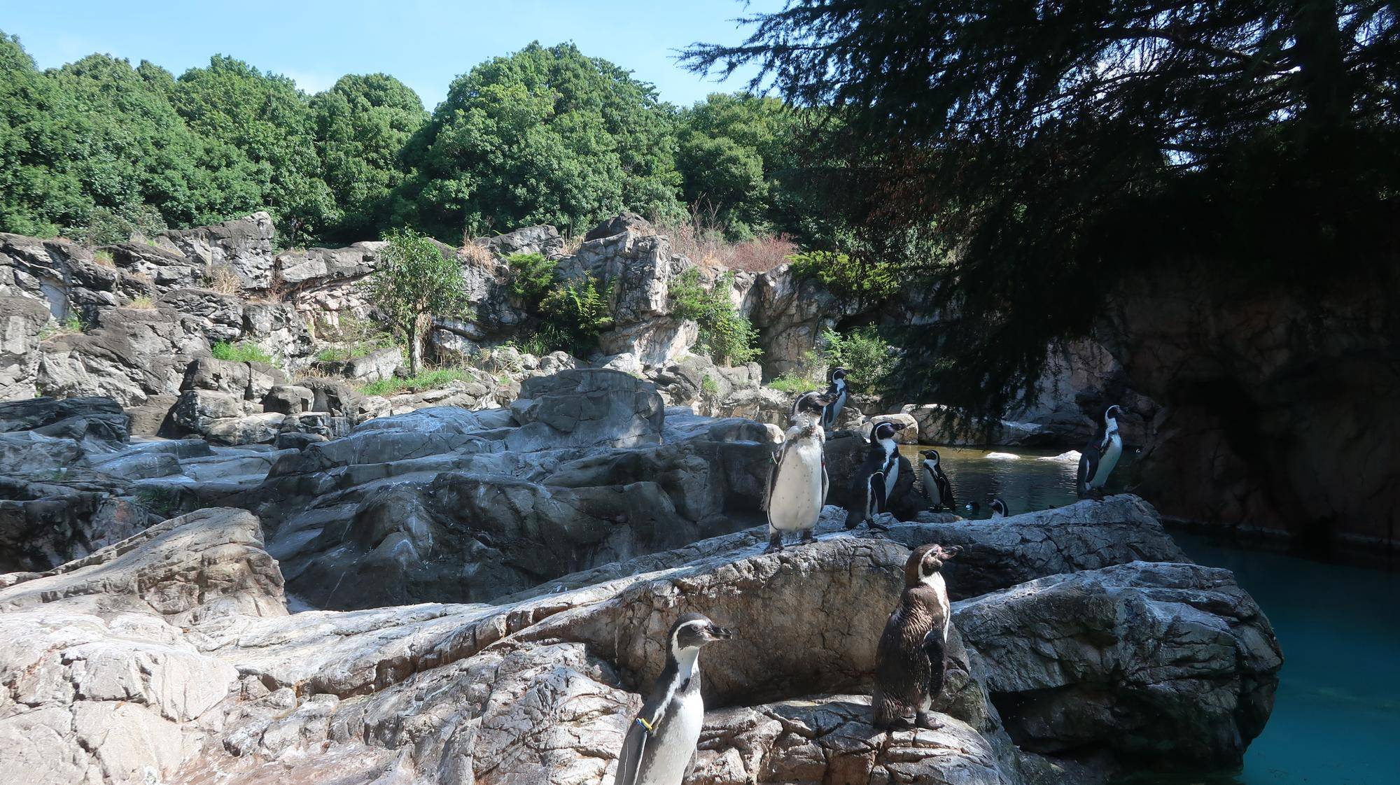 フンボルトペンギンの展示場.jpg