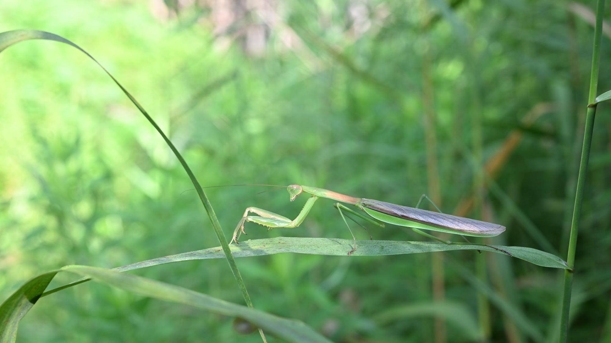 カマキリ.jpg