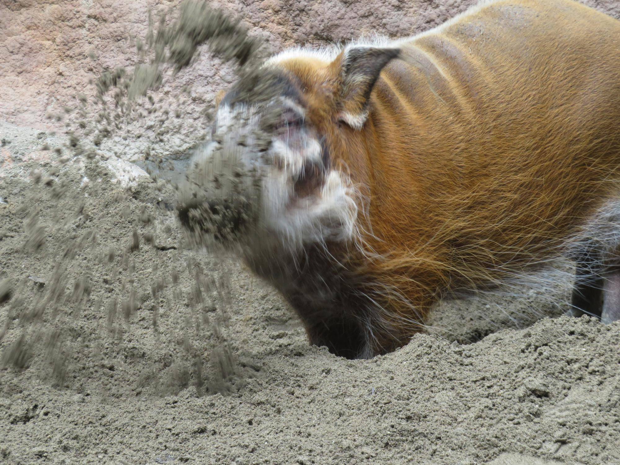 アカカワイノシシ.jpg