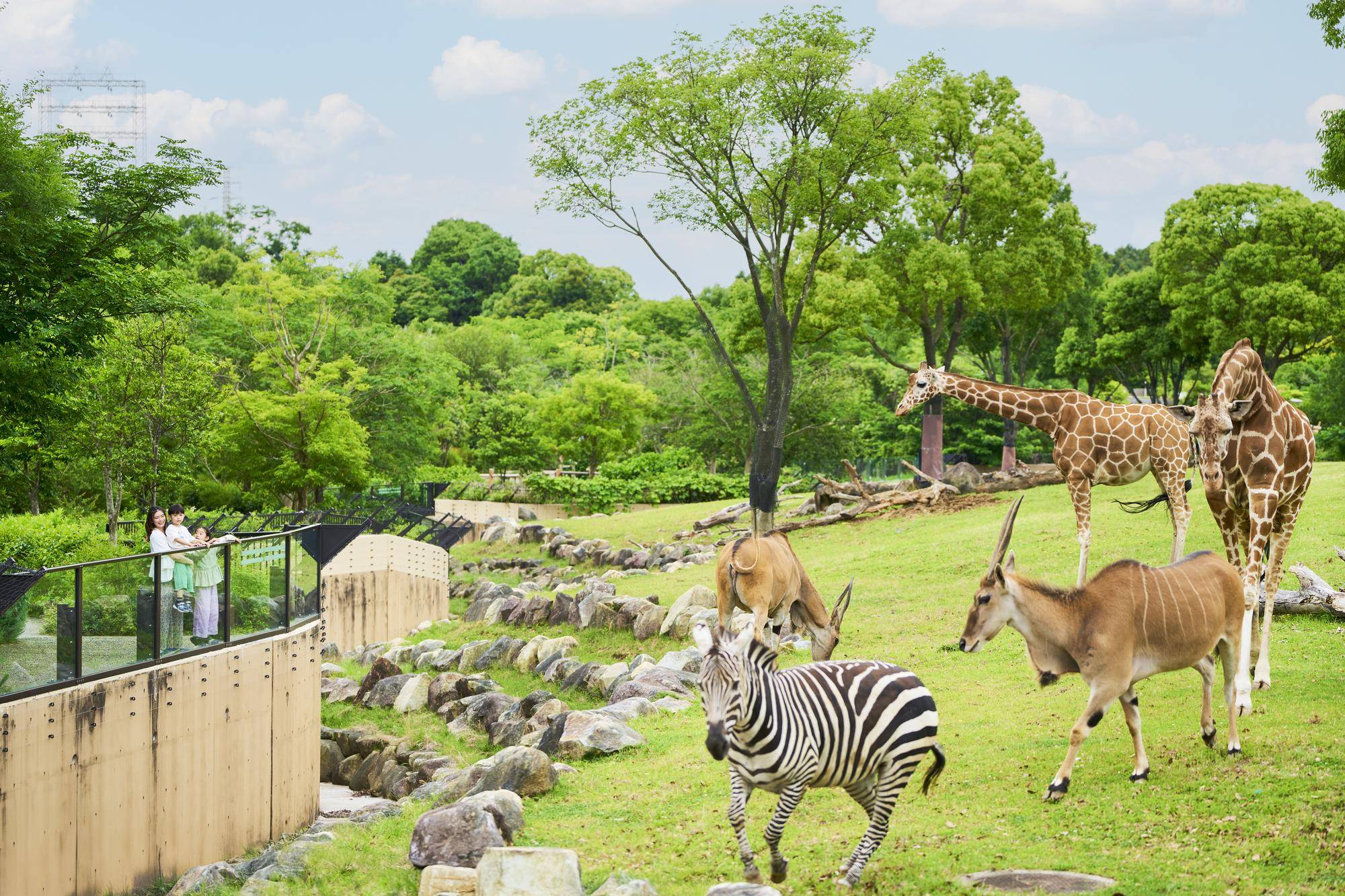【ズーラシア】アフリカのサバンナ.jpg