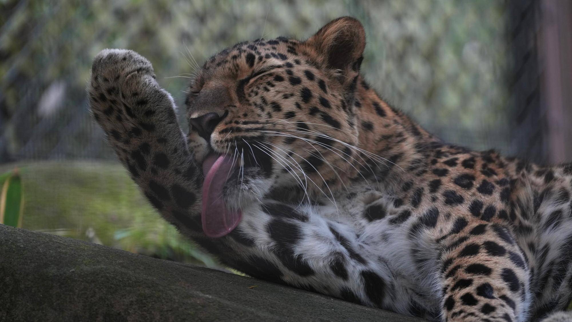 アムールヒョウ.jpg