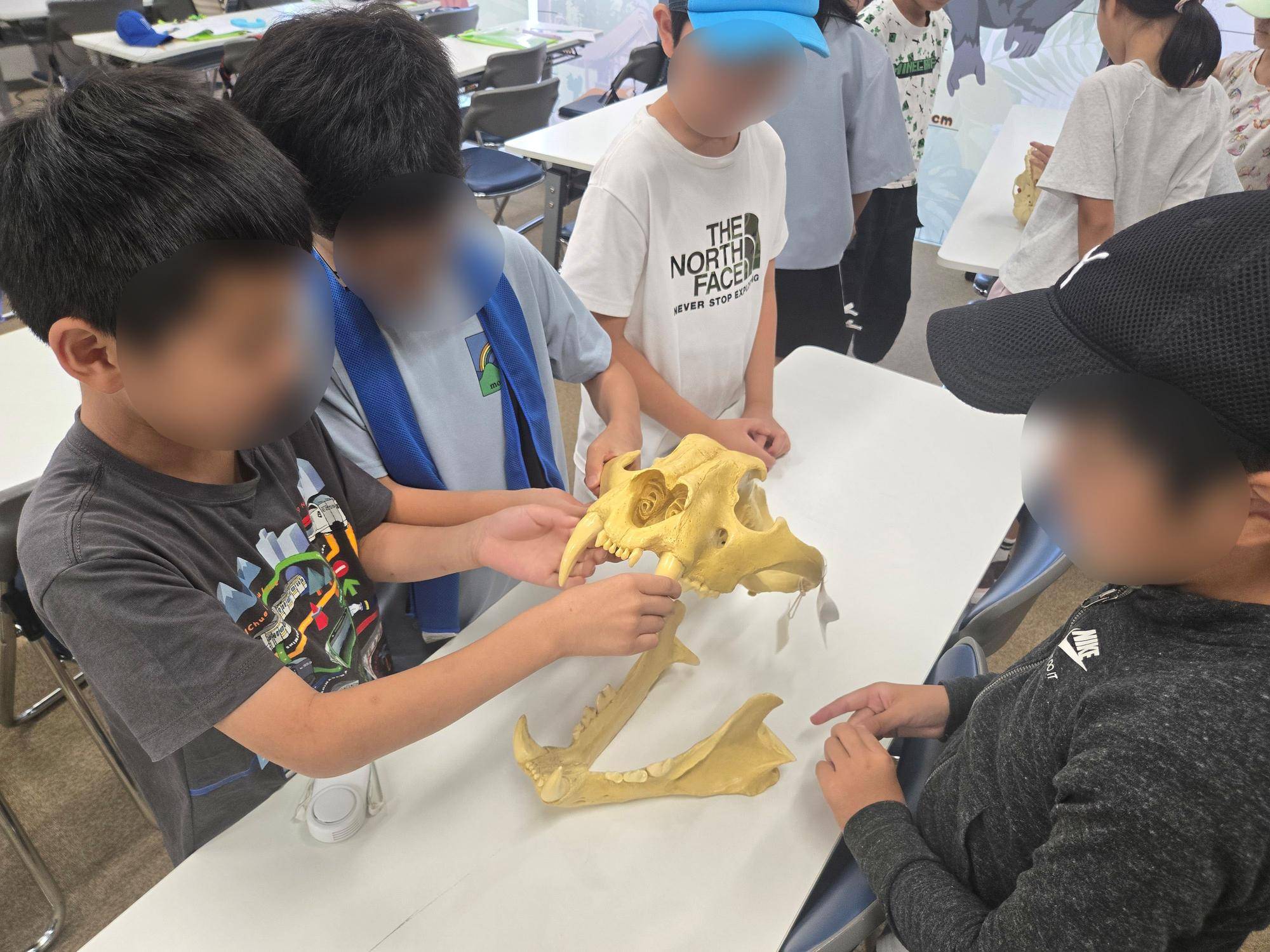 2トラ頭骨.jpg