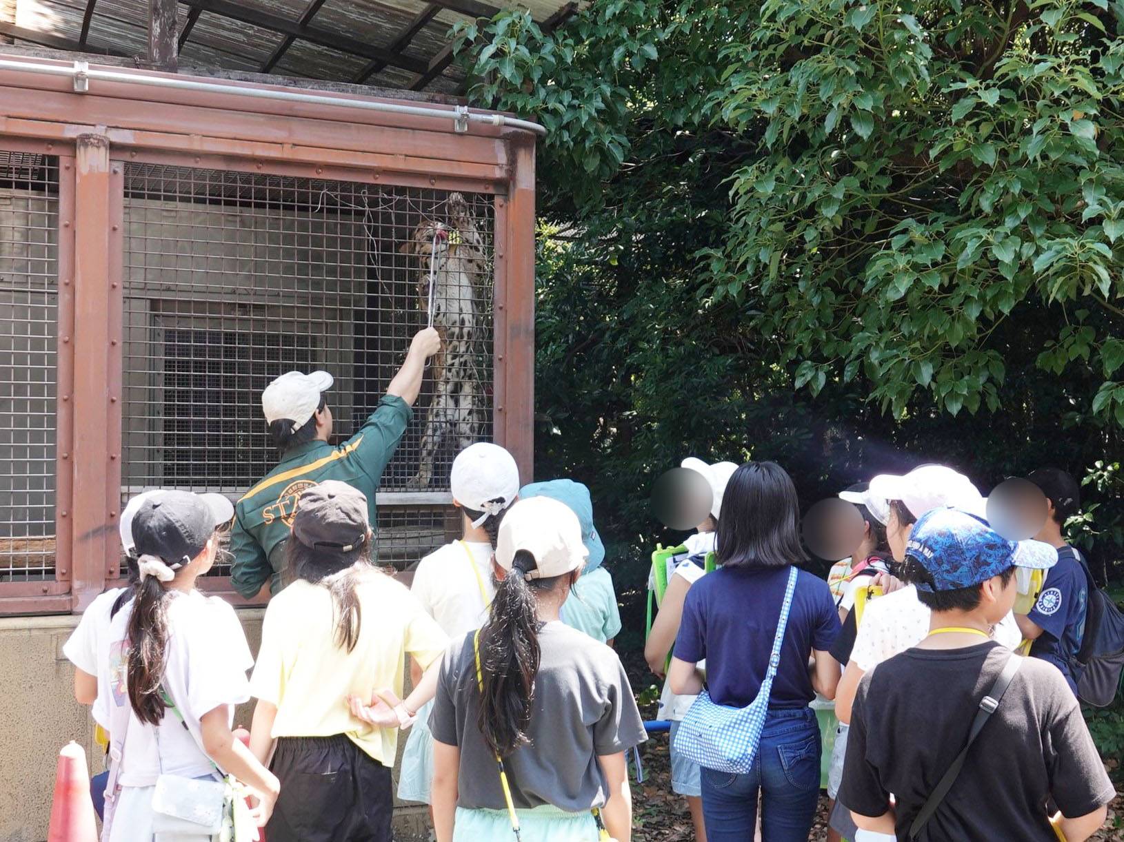 8ウンピョウ給餌.jpg
