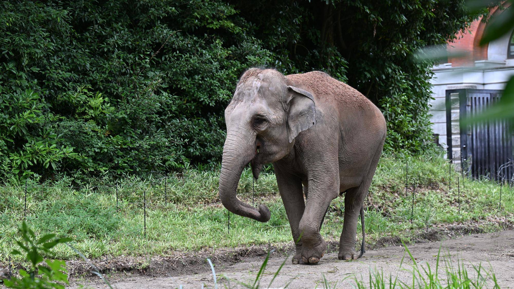 インドゾウ.jpg
