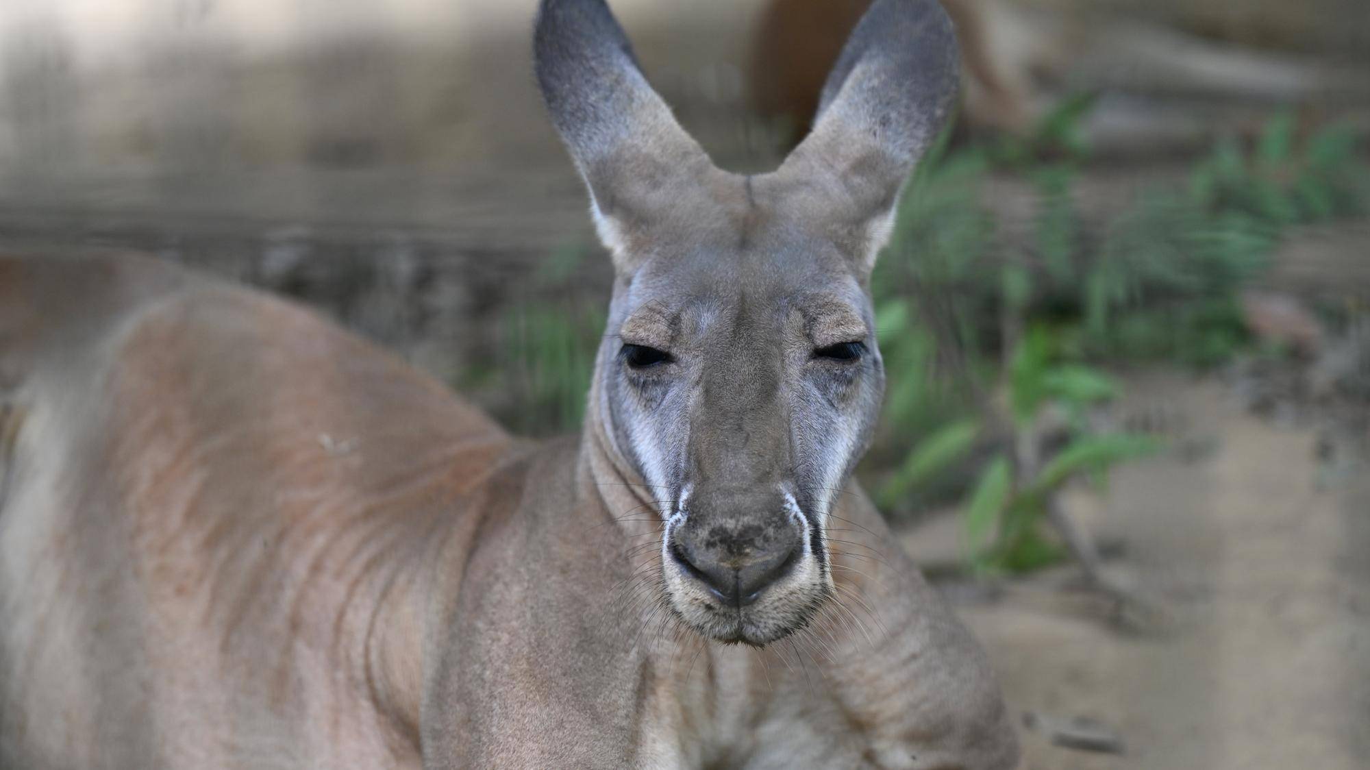 アカカンガルー.jpg