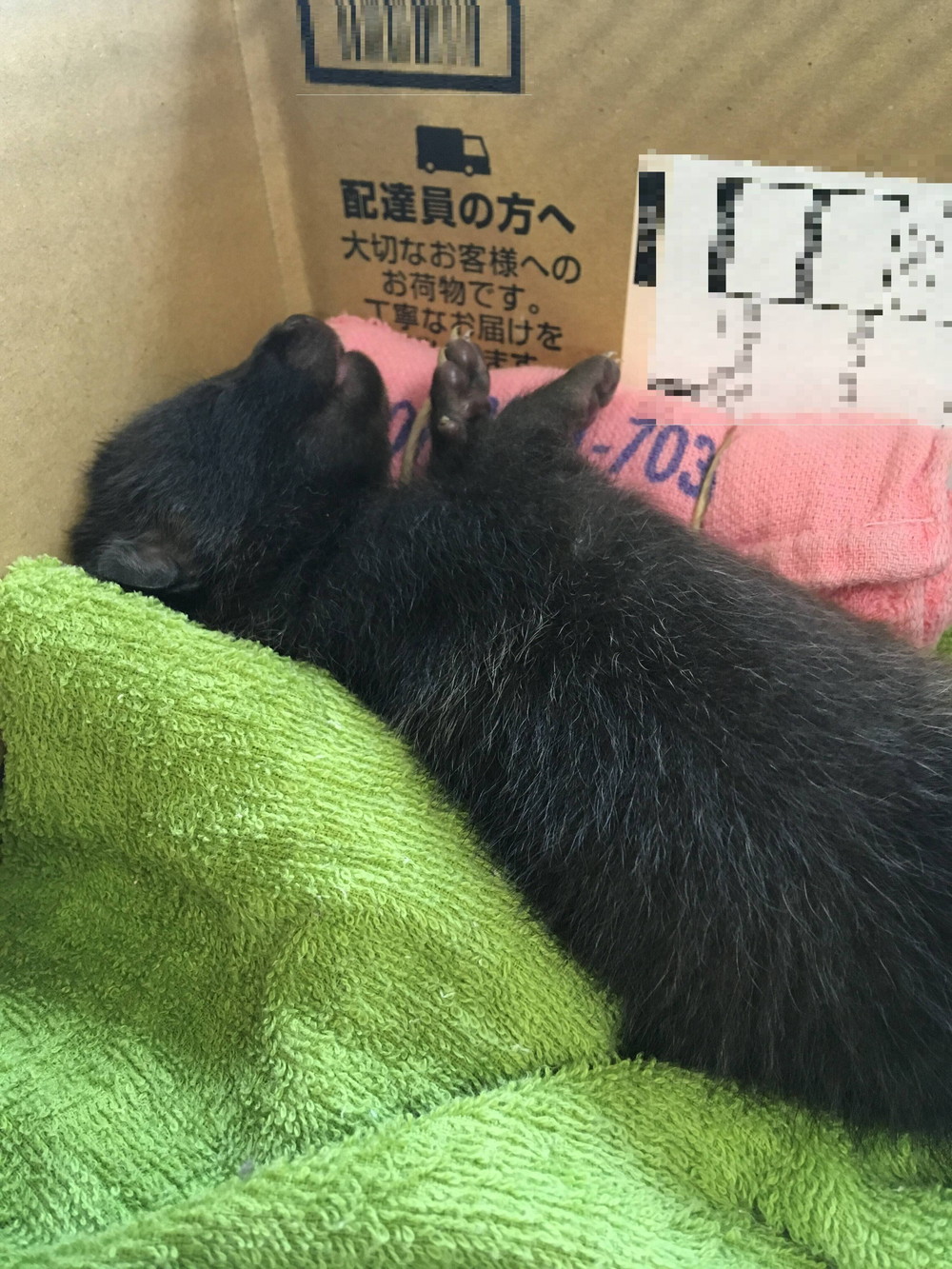 DMC ディーエムシー Chicchi 森で暮らす動物たちの12か月刺