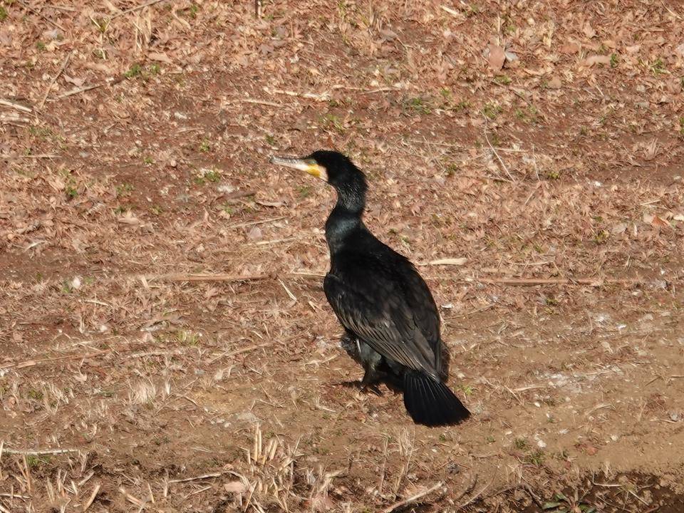 カワウ1.jpg
