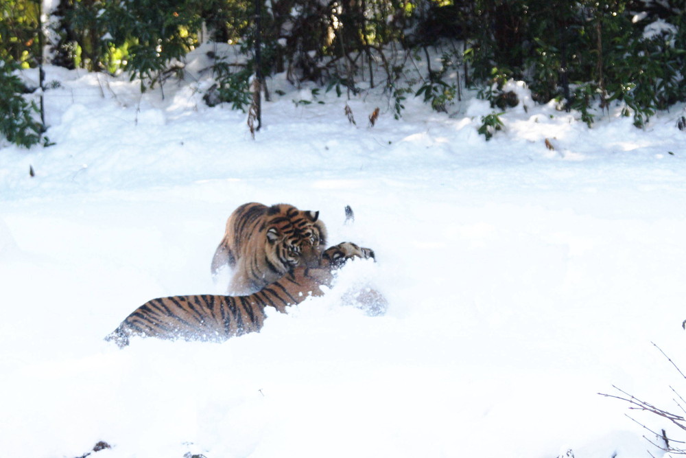 IMG_6642 - コピー.jpg