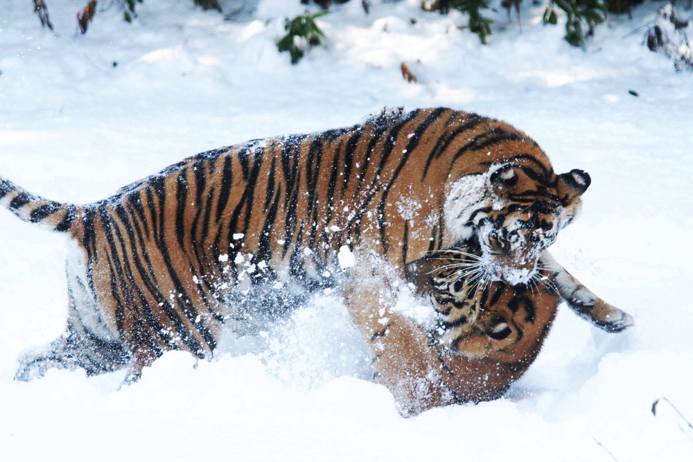 IMG_6650 - コピー.jpg