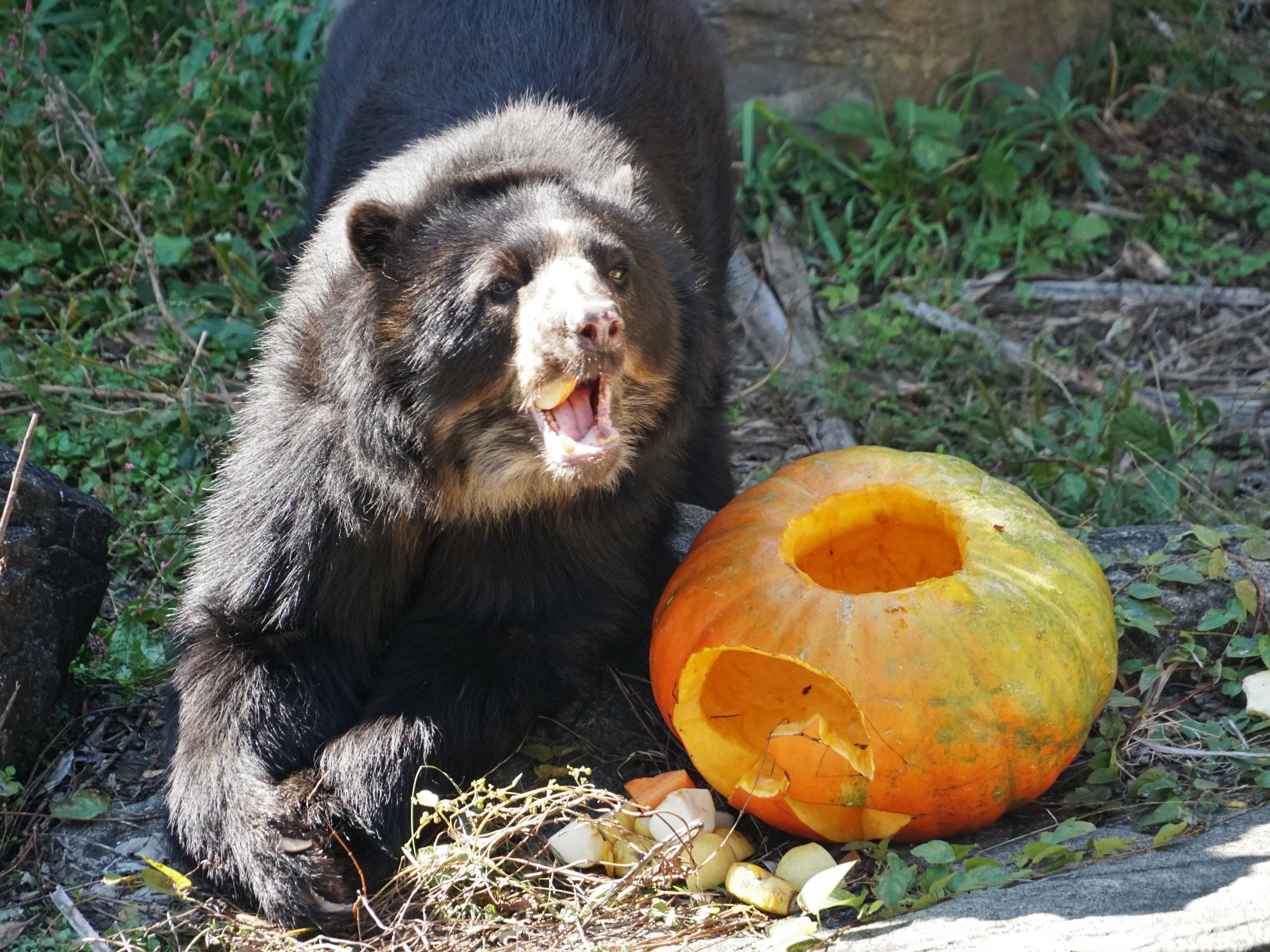ハロウィン特別ガイド(メガネグマ) (2).jpg