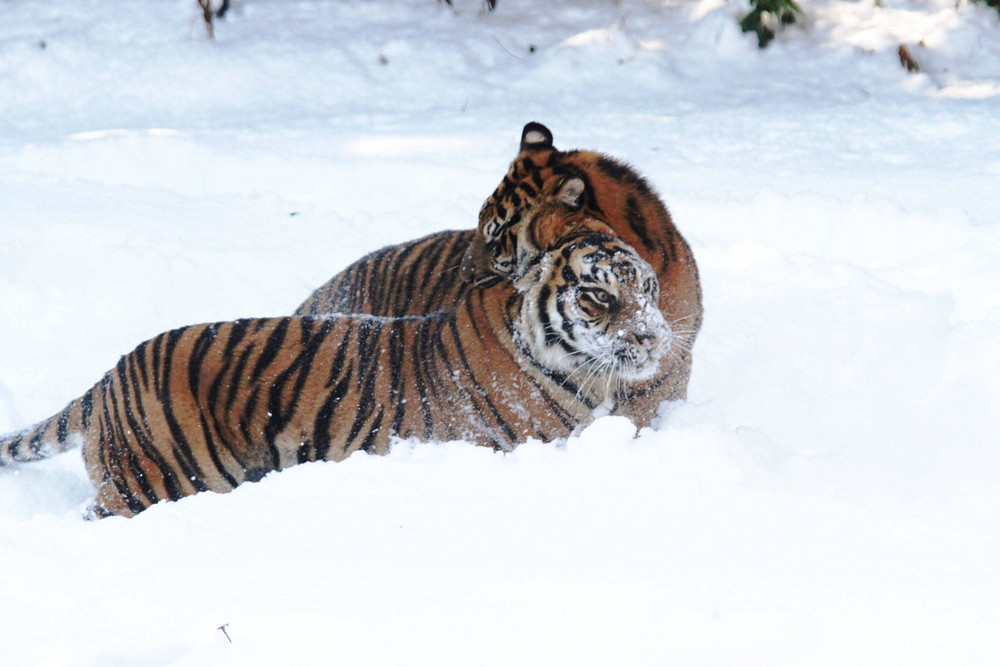 IMG_6647 - コピー.jpg