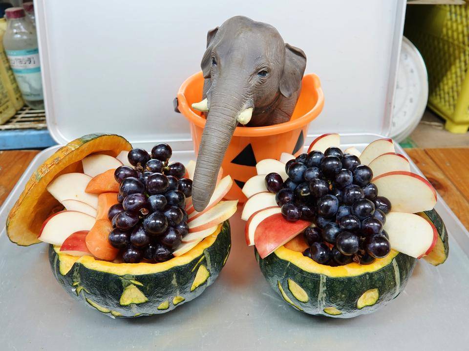 ハロウィン特別ガイド(インドゾウ) (1).jpg