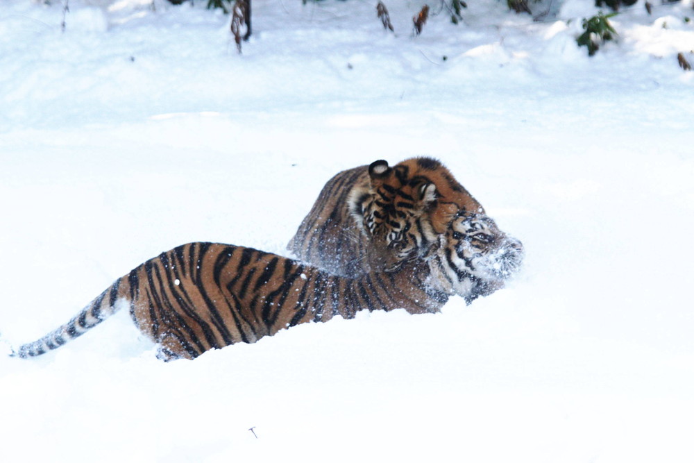 IMG_6645 - コピー.jpg