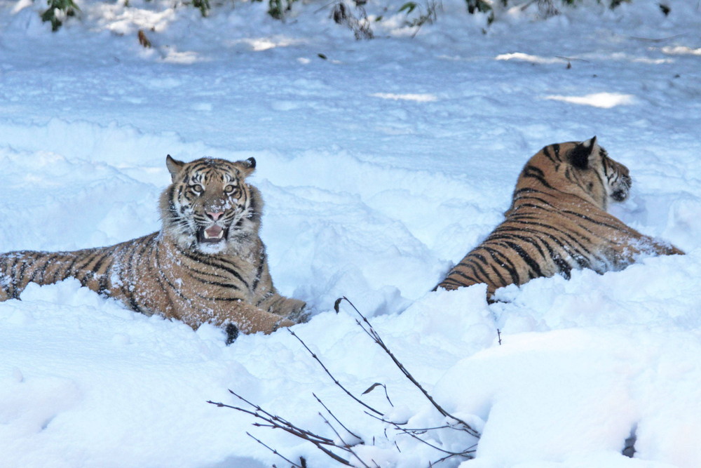 IMG_6653 - コピー.jpg