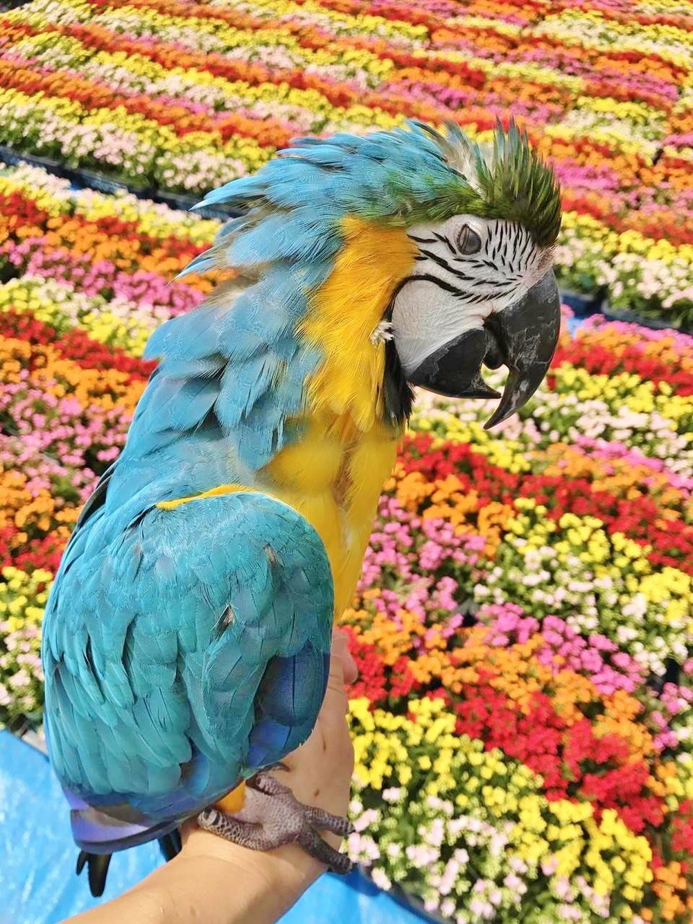 花と鳥 アフリカのサバンナ ズーラシア よこはま動物園ズーラシア公式サイト 公益財団法人 横浜市緑の協会