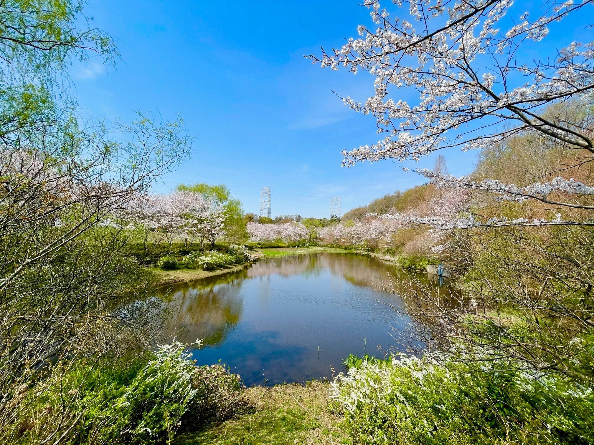 ころころ広場 桜.jpg