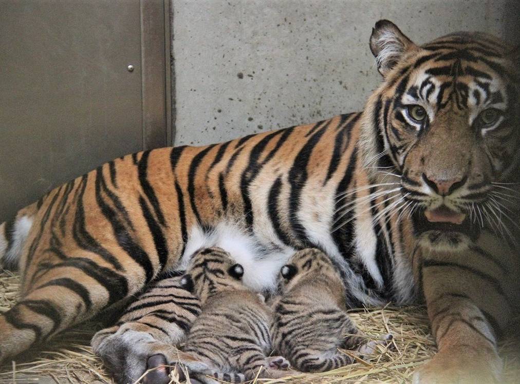 動物の赤ちゃん(スマトラトラ).jpg